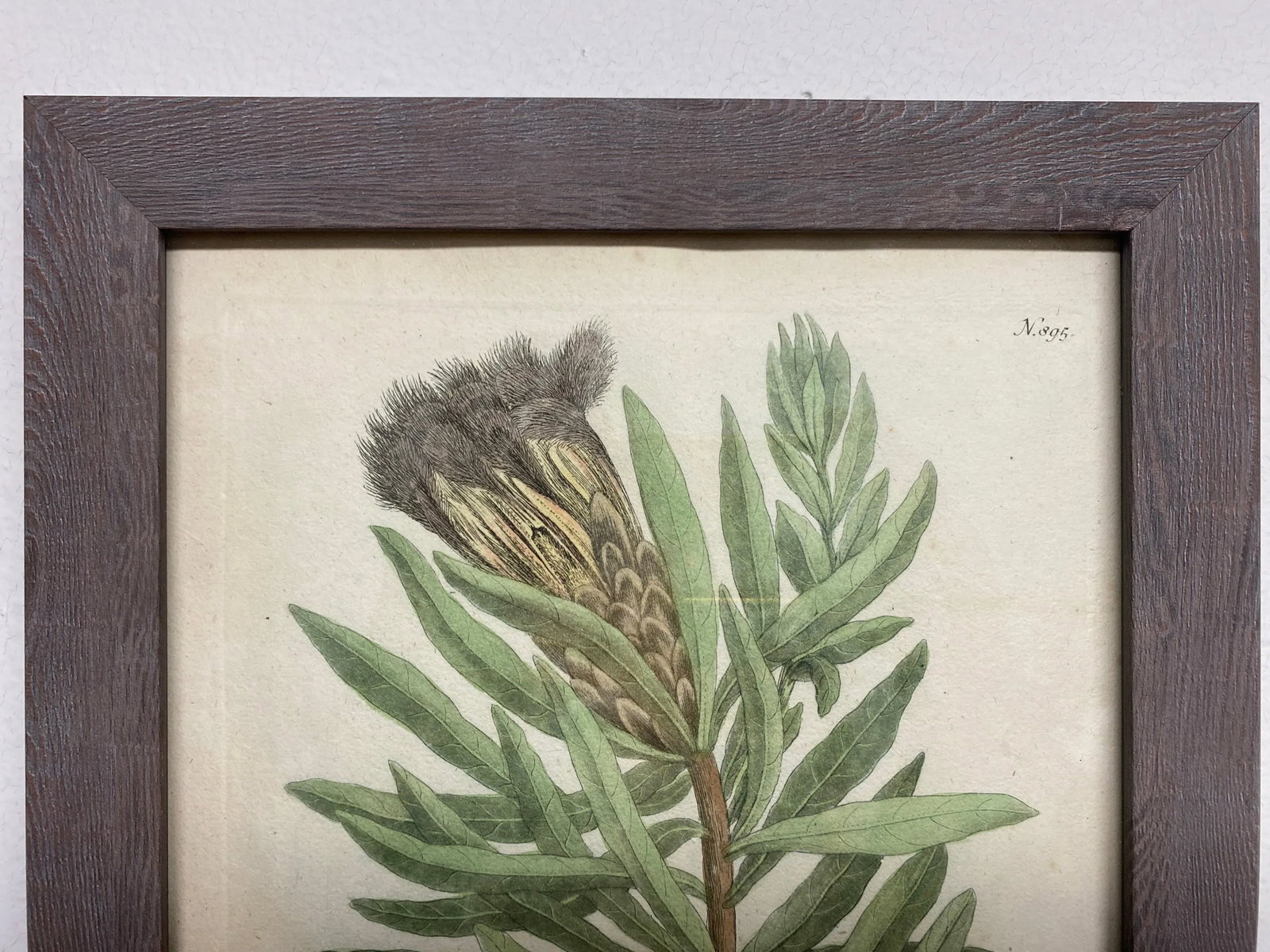 Antique Botanical Johan Weinmann "Conifers IV" Original Woodcut on Paper, Framed - 5