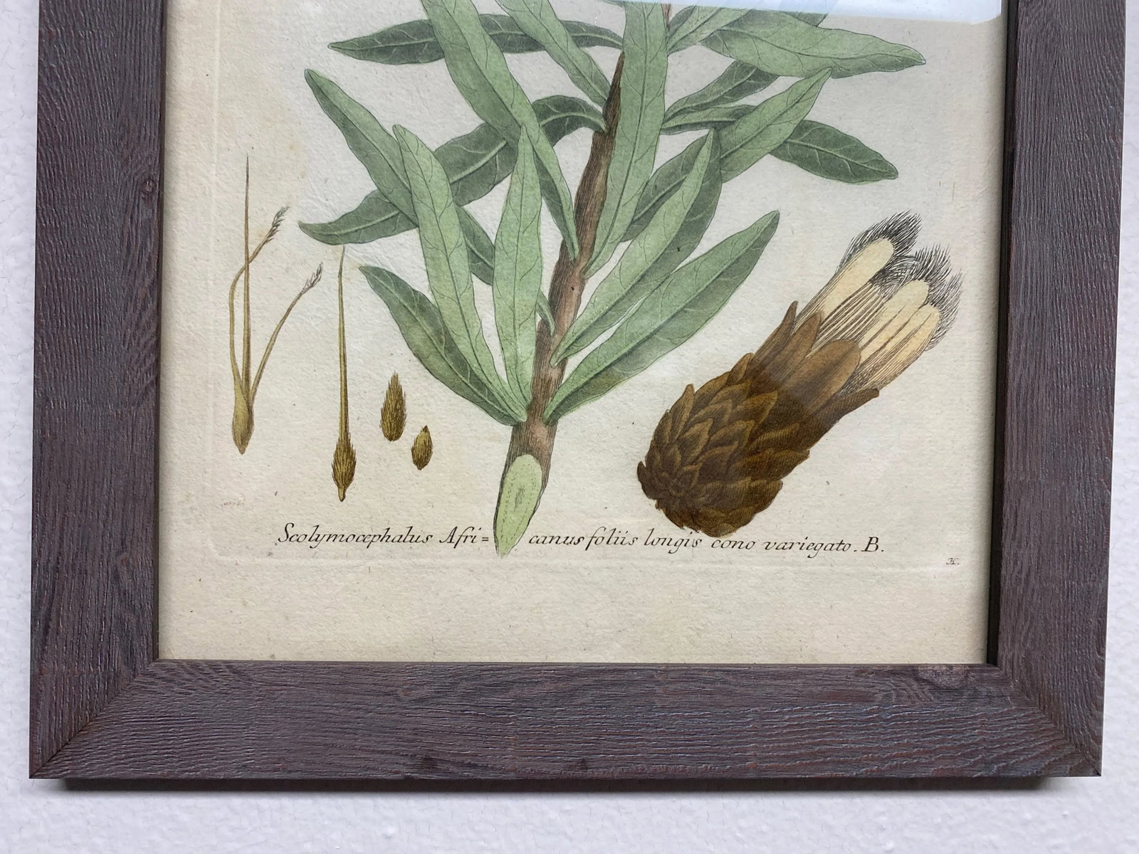 Antique Botanical Johan Weinmann "Conifers IV" Original Woodcut on Paper, Framed - 6