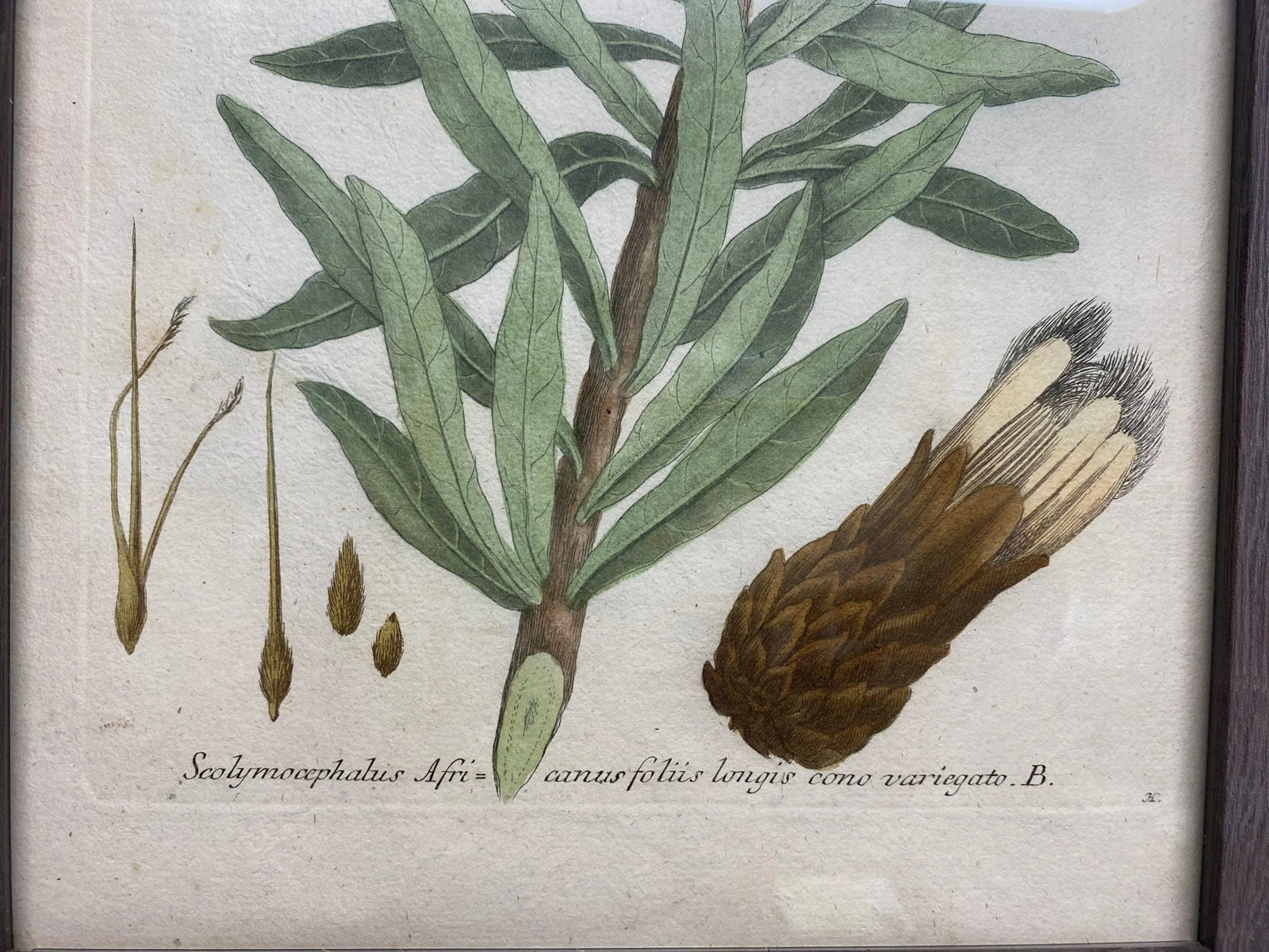 Antique Botanical Johan Weinmann "Conifers IV" Original Woodcut on Paper, Framed - 7