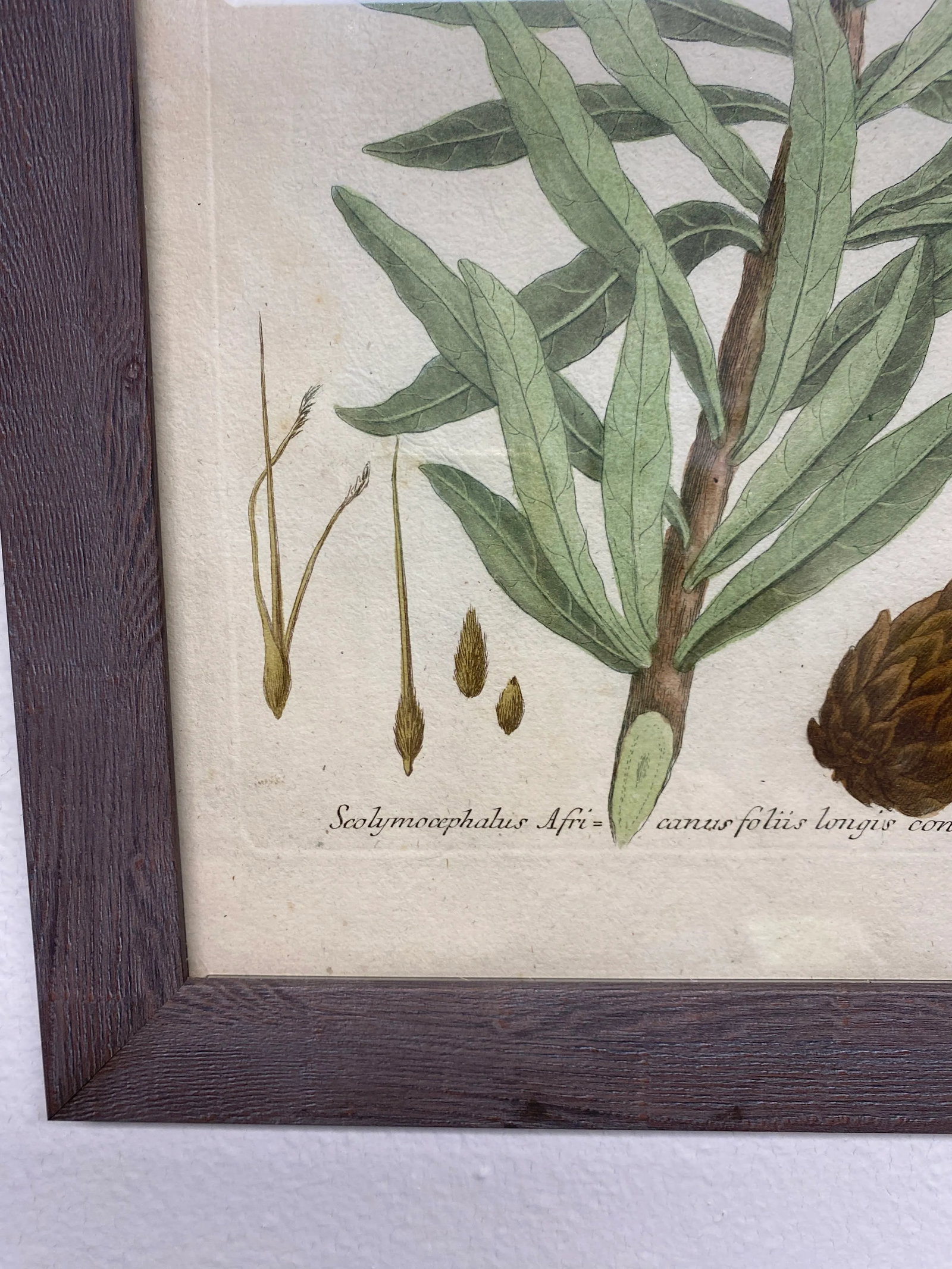 Antique Botanical Johan Weinmann "Conifers IV" Original Woodcut on Paper, Framed - 8