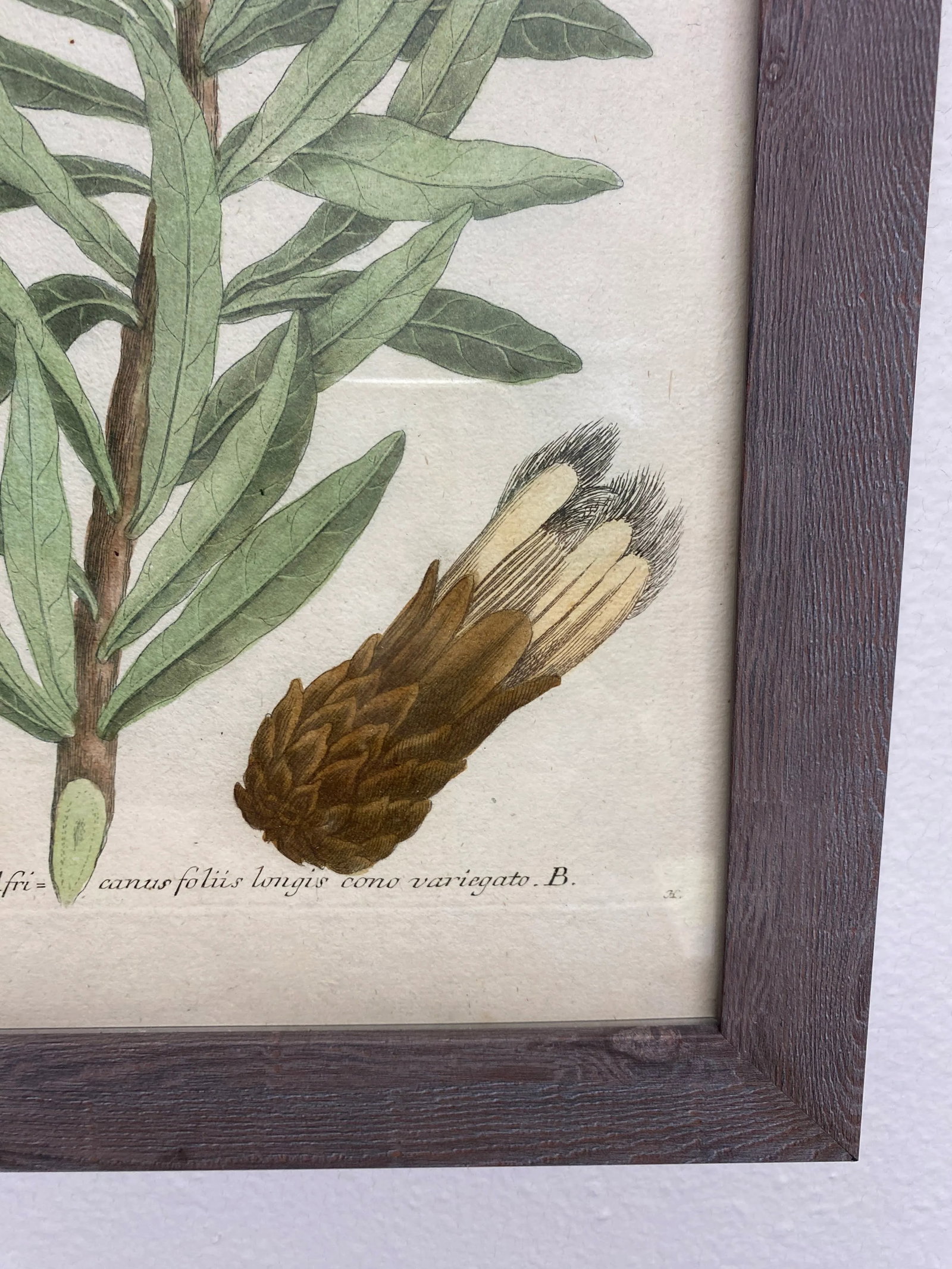 Antique Botanical Johan Weinmann "Conifers IV" Original Woodcut on Paper, Framed - 9