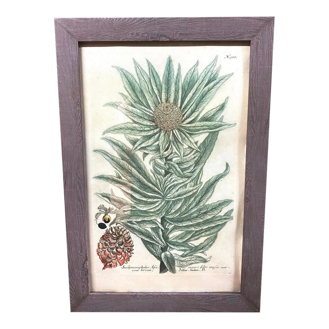 Antique Botanical Johan Weinmann "Scolymocephalus Africanus" Original Woodcut on Paper, Framed: Antique Botanical Johan Weinmann "Scolymocephalus Africanus" Original Woodcut on Paper, Framed. Dimensions 17" H x 11.5" W x 0.75" D Acquired from a large art auction in Colorado in 2023. More