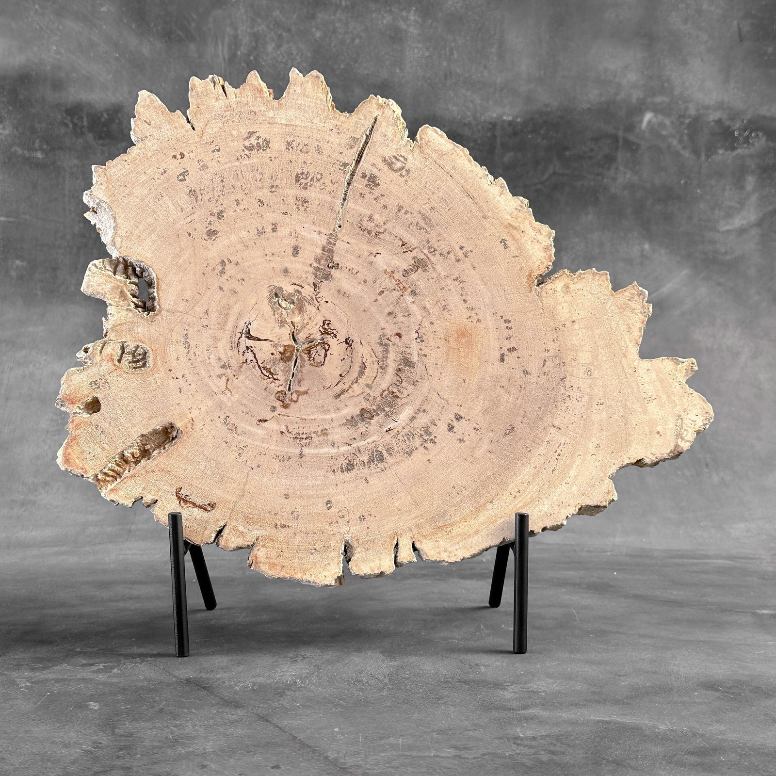Beautiful slice of petrified wood on a custom stand - 10