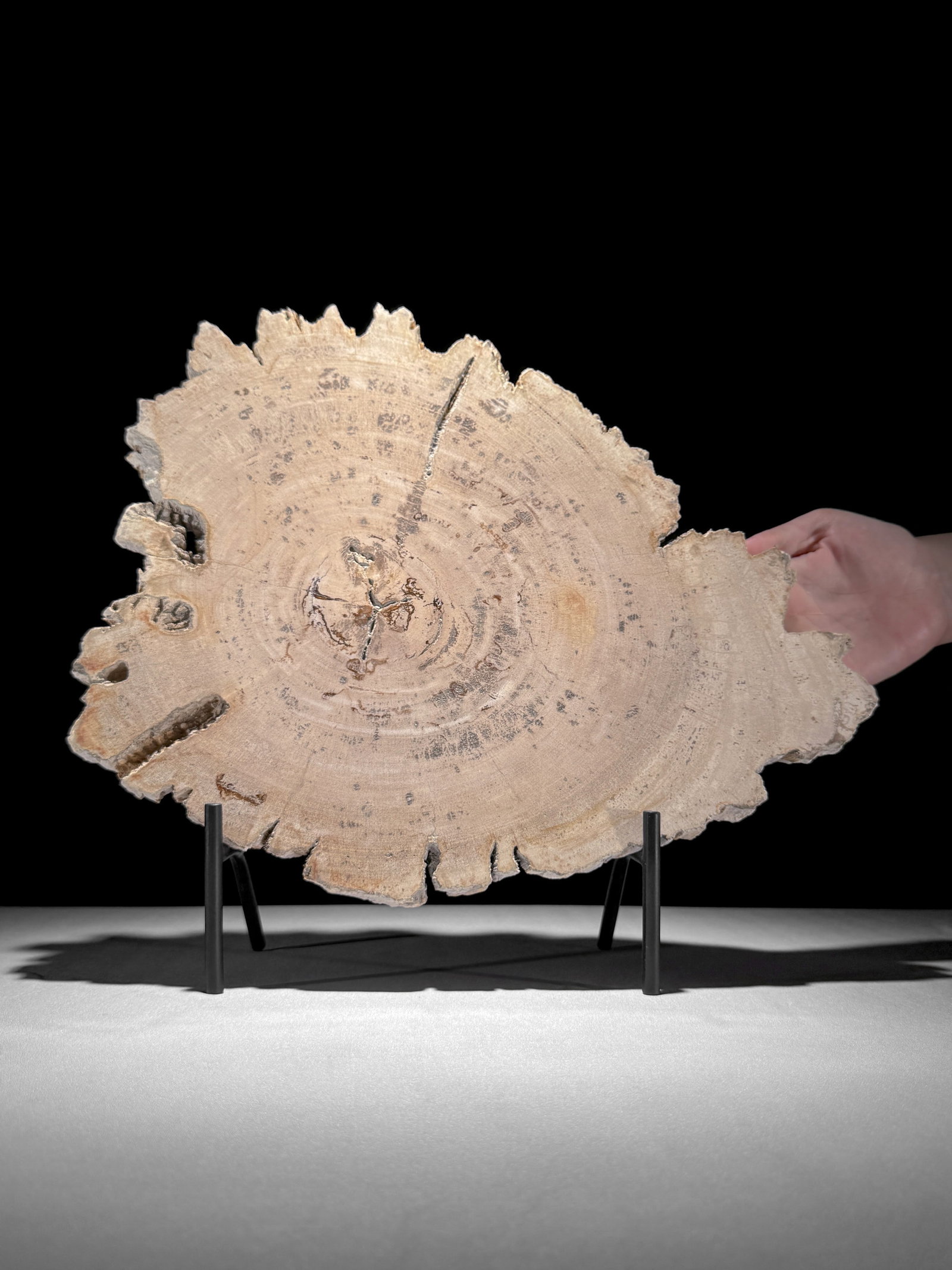 Beautiful slice of petrified wood on a custom stand: Title: Beautiful slice of petrified wood on a custom stand Maker:Unknown Origin: Indonesia Date/Period:NEOGENE-Miocene, Aquitanian (20.44–23.03 million years) Materials:Petrified Wood, steel