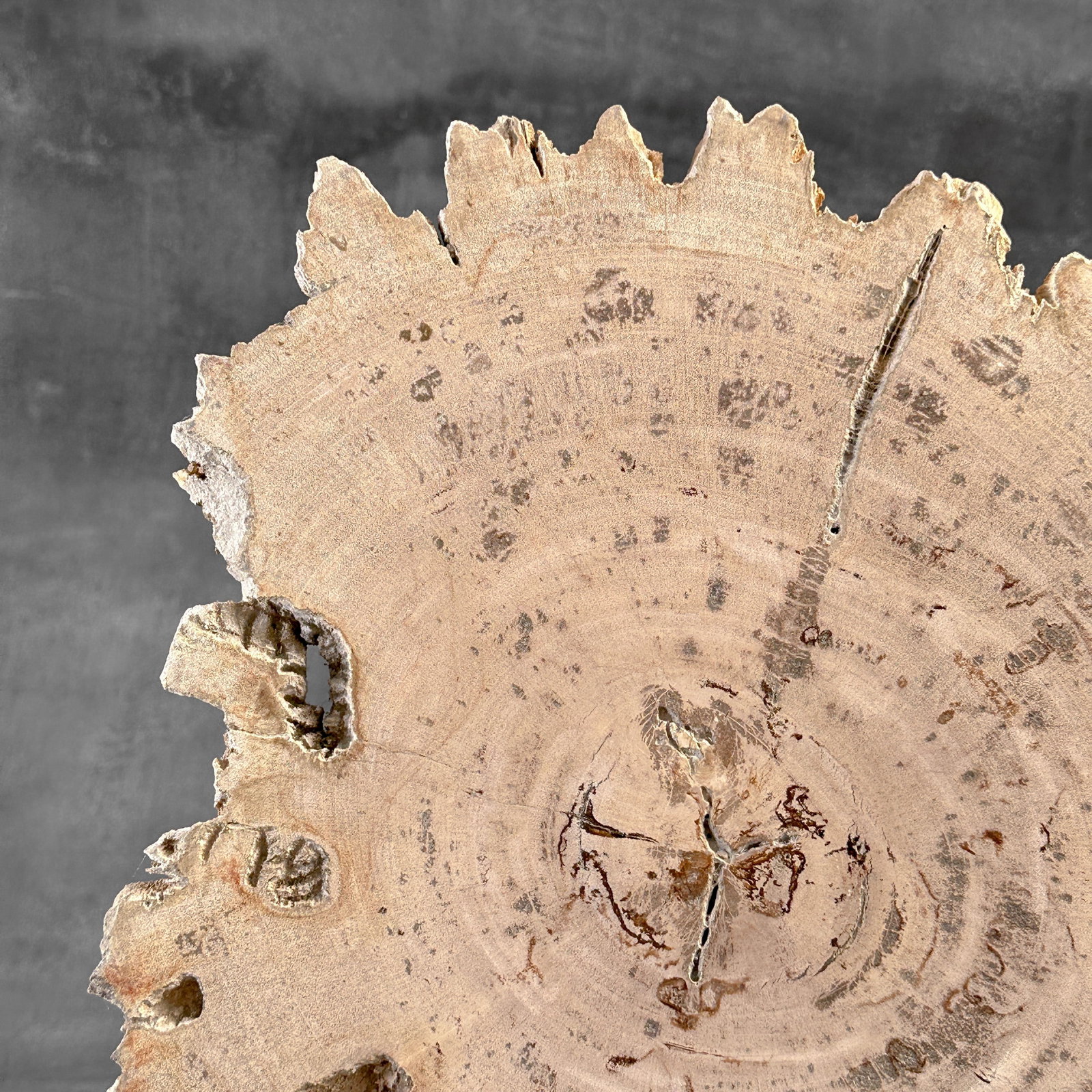 Beautiful slice of petrified wood on a custom stand - 2