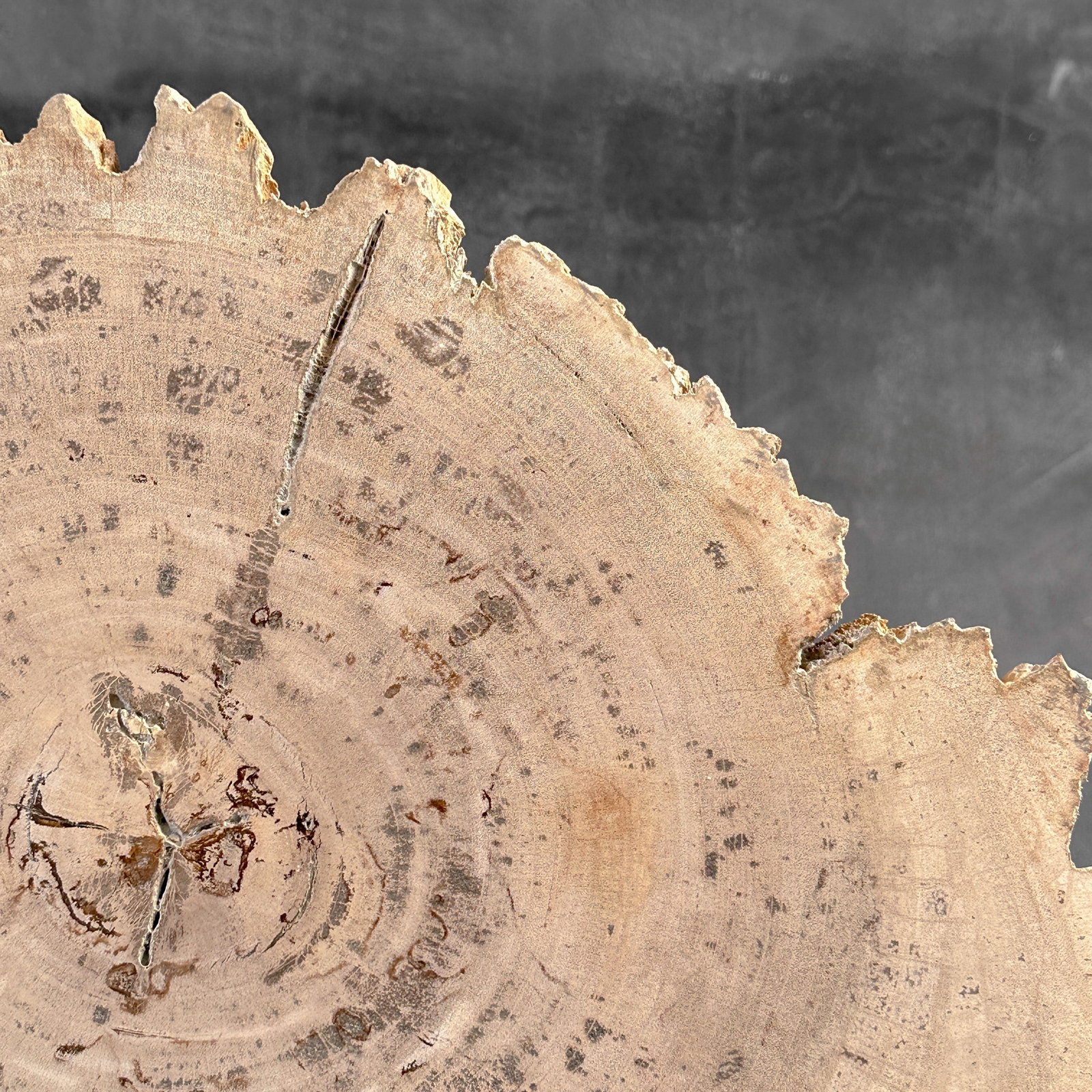 Beautiful slice of petrified wood on a custom stand - 3