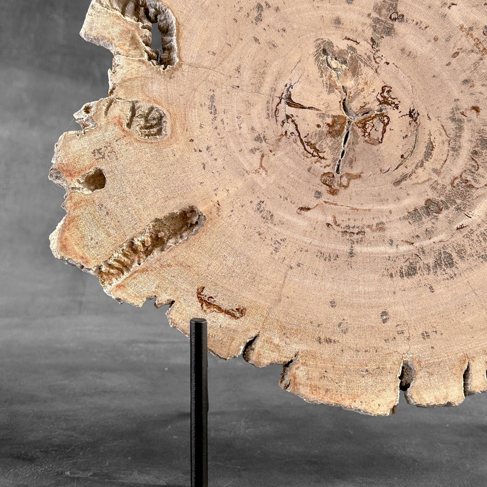 Beautiful slice of petrified wood on a custom stand - 4