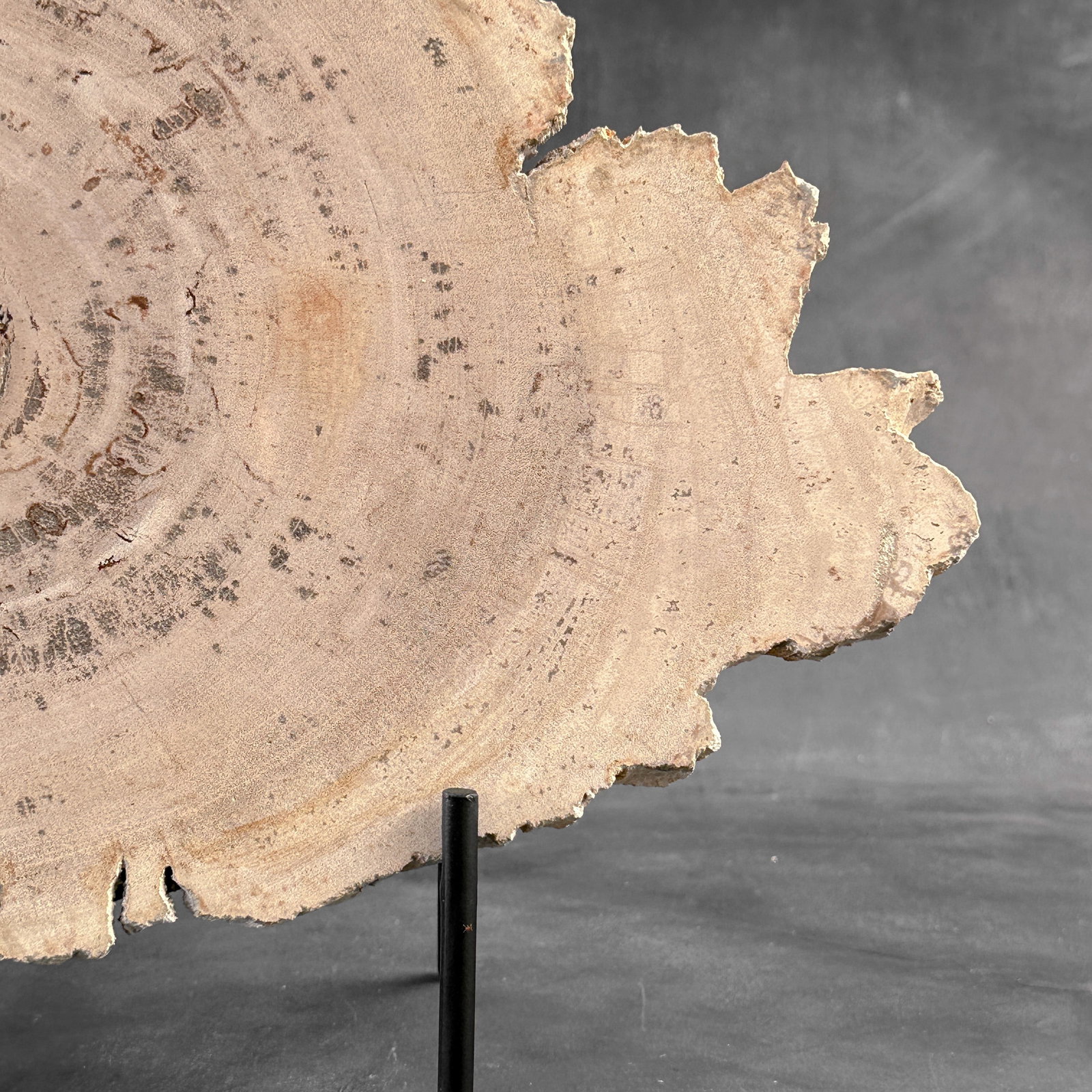 Beautiful slice of petrified wood on a custom stand - 5