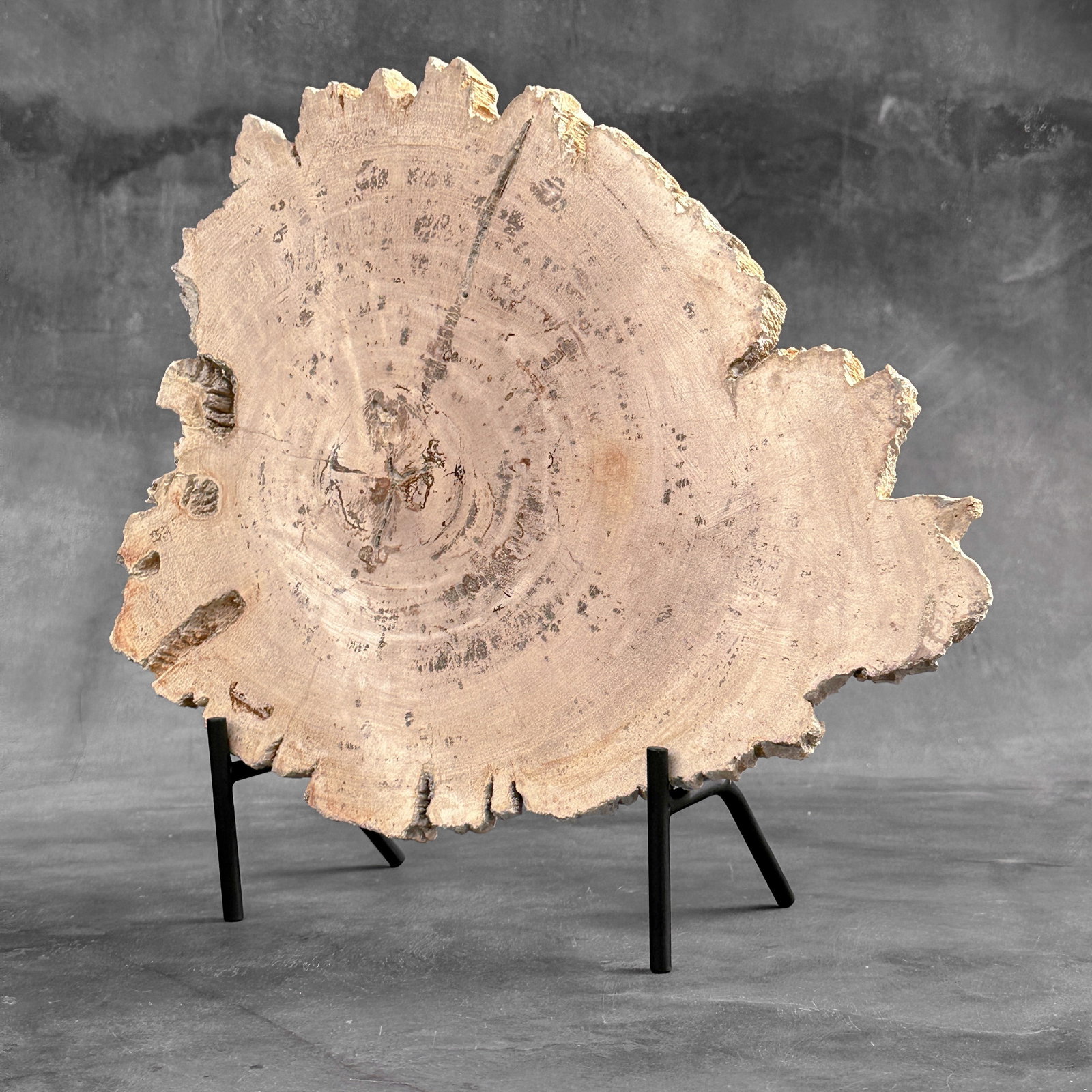 Beautiful slice of petrified wood on a custom stand - 6