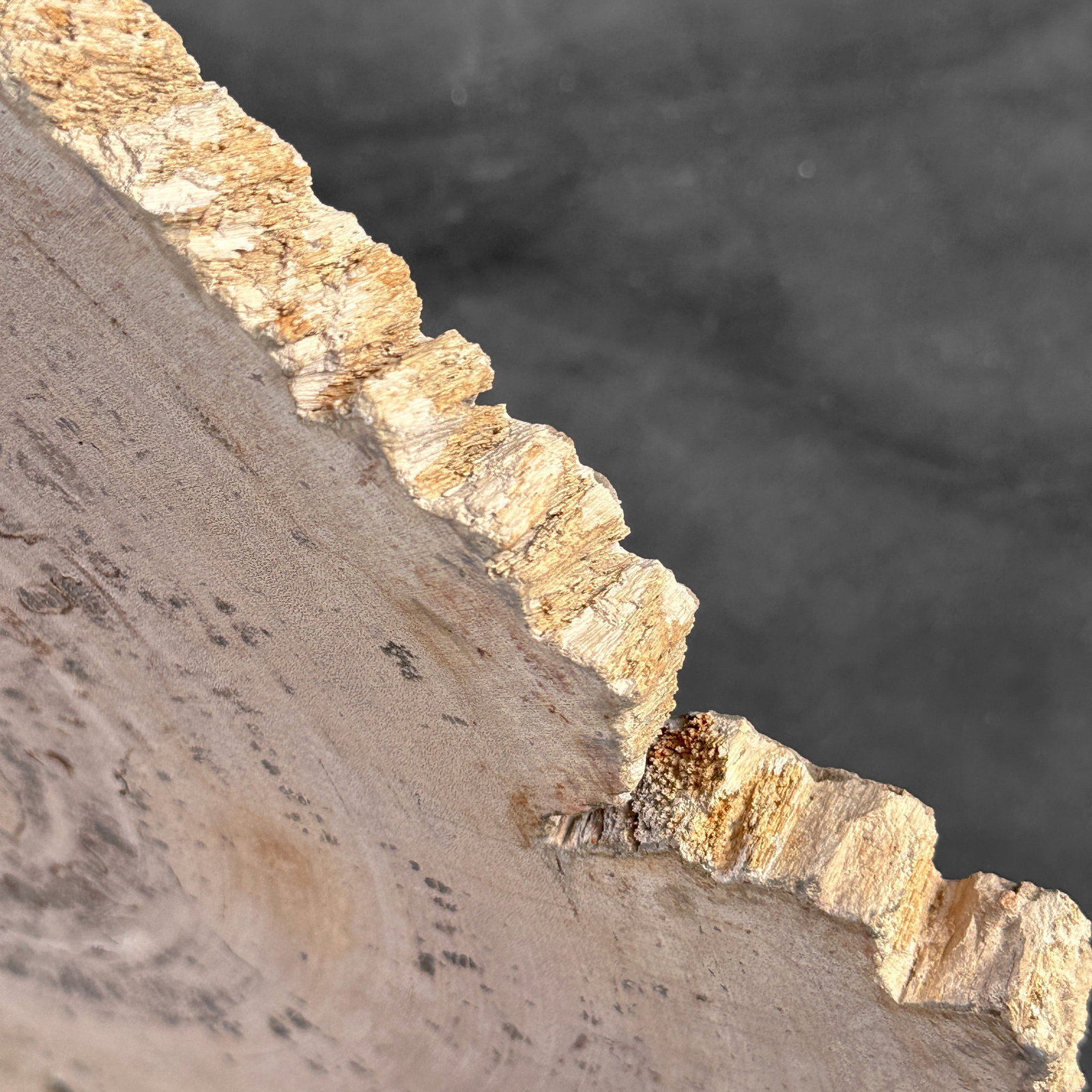 Beautiful slice of petrified wood on a custom stand - 7