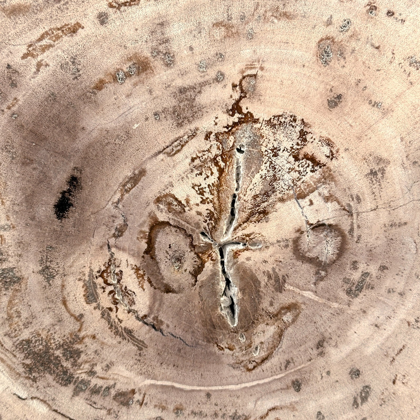 Beautiful slice of petrified wood on a custom stand - 8