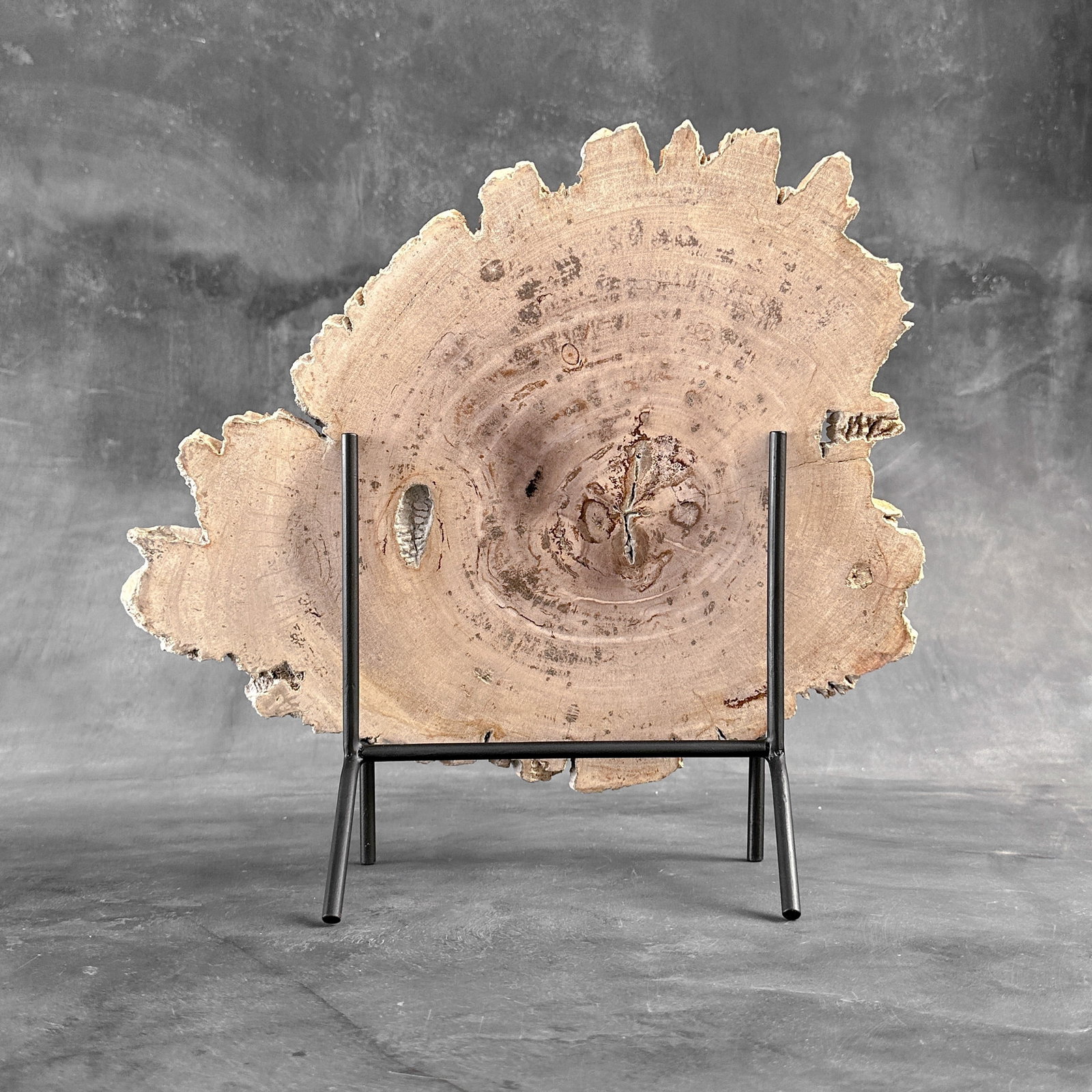 Beautiful slice of petrified wood on a custom stand - 9