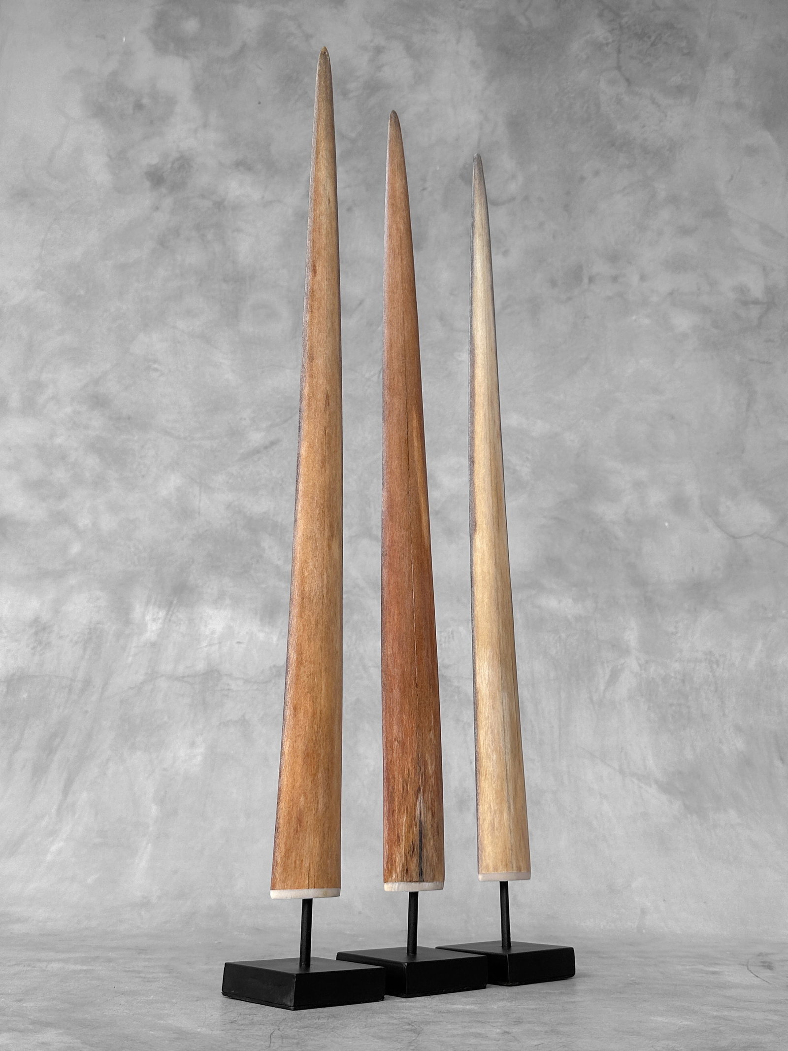 Swordfish tusk trio with custom stands - 3