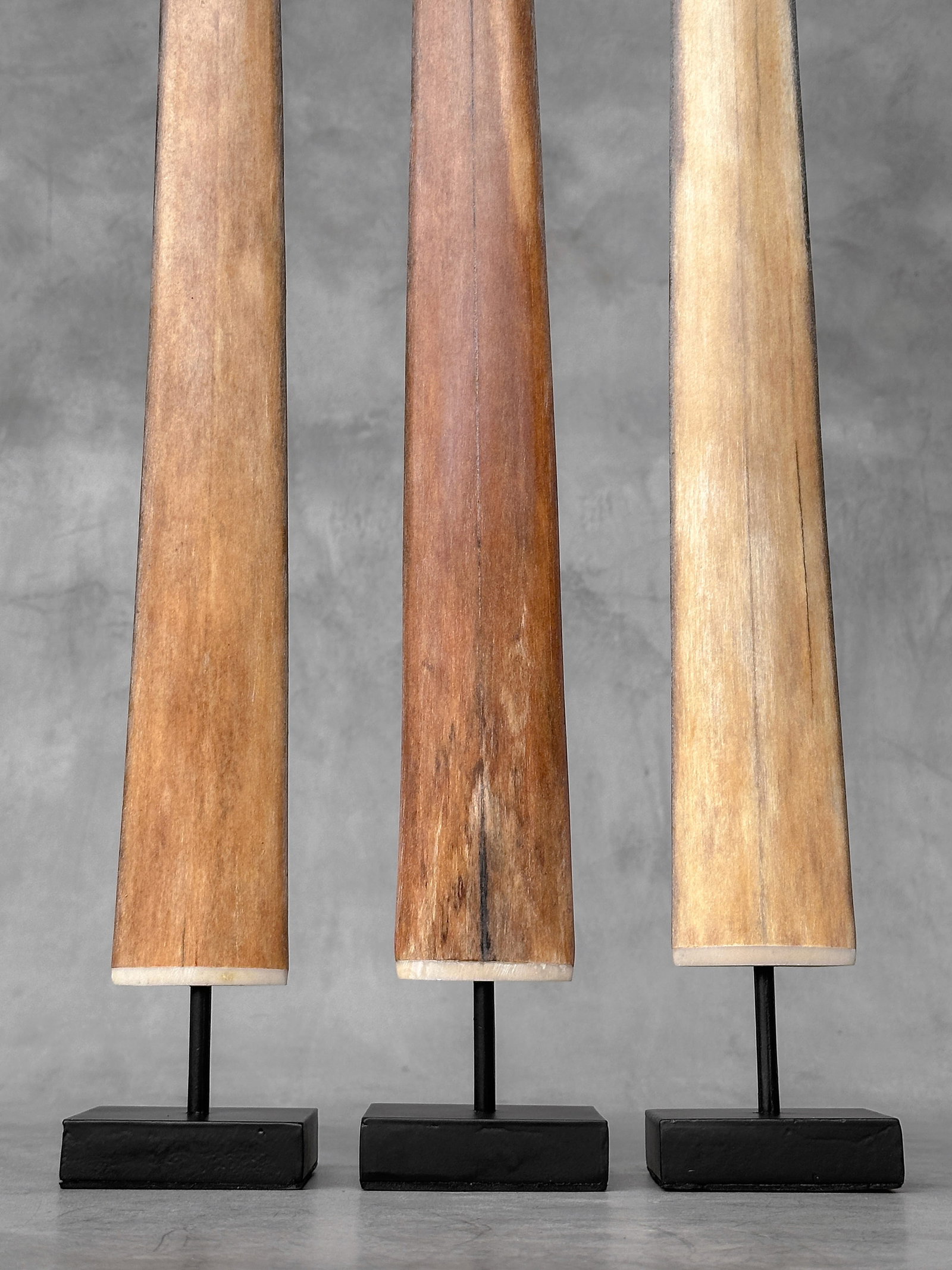 Swordfish tusk trio with custom stands - 4