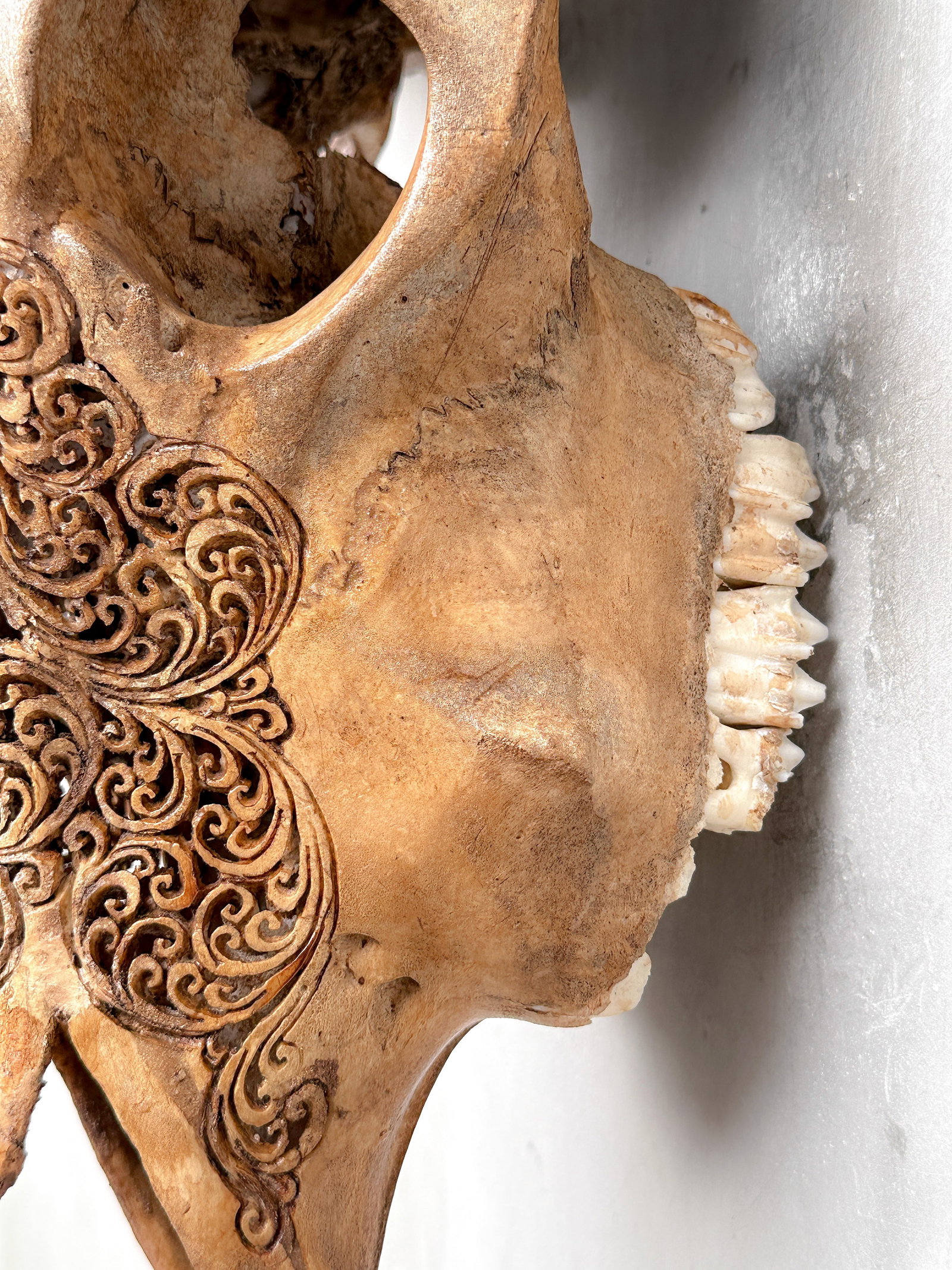 Brown cow skull carved horns - Flower mandala motif - 8