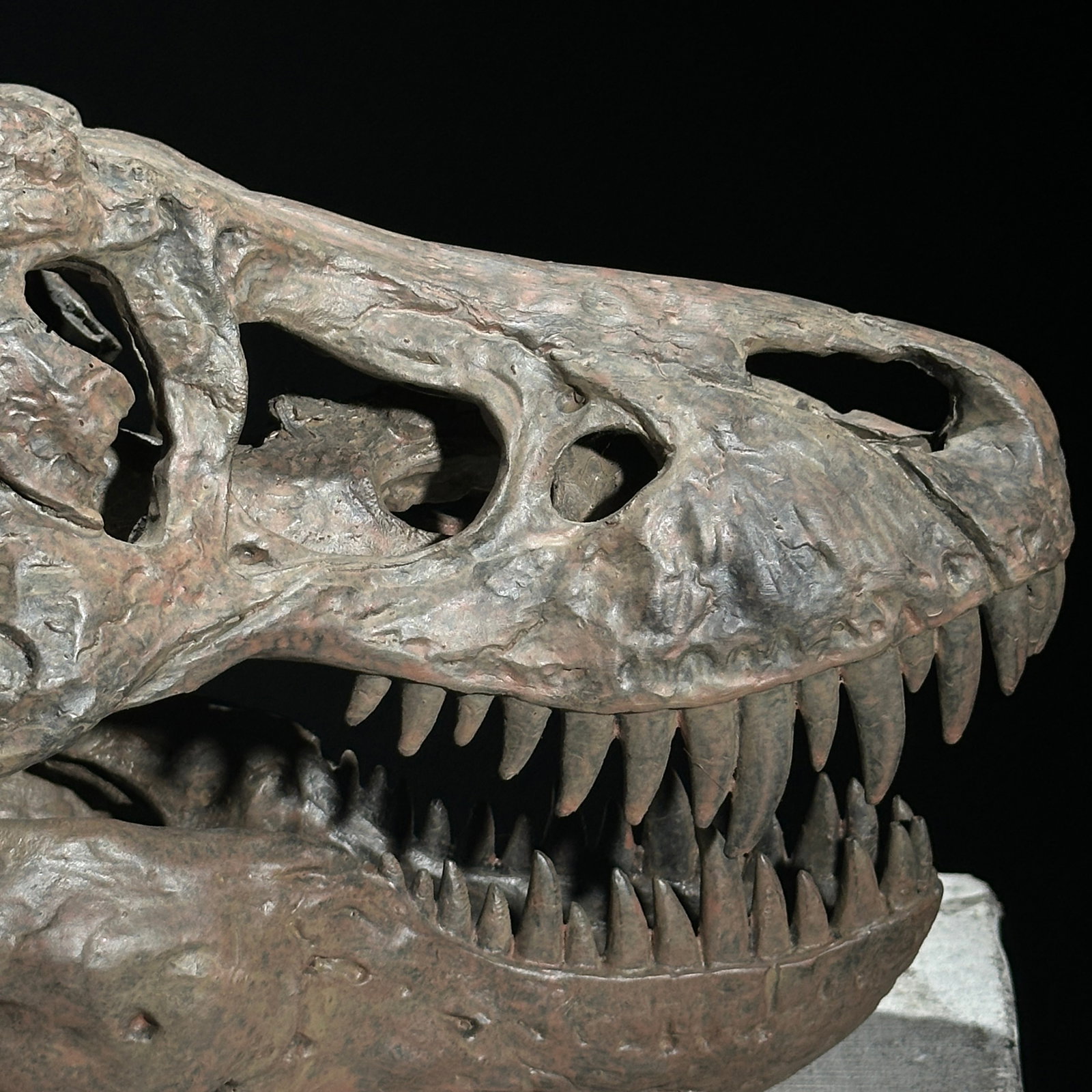 Tyrannosaurus Rex Skull Replica brown - Museum Quality - Taxidermy replica mount - 10