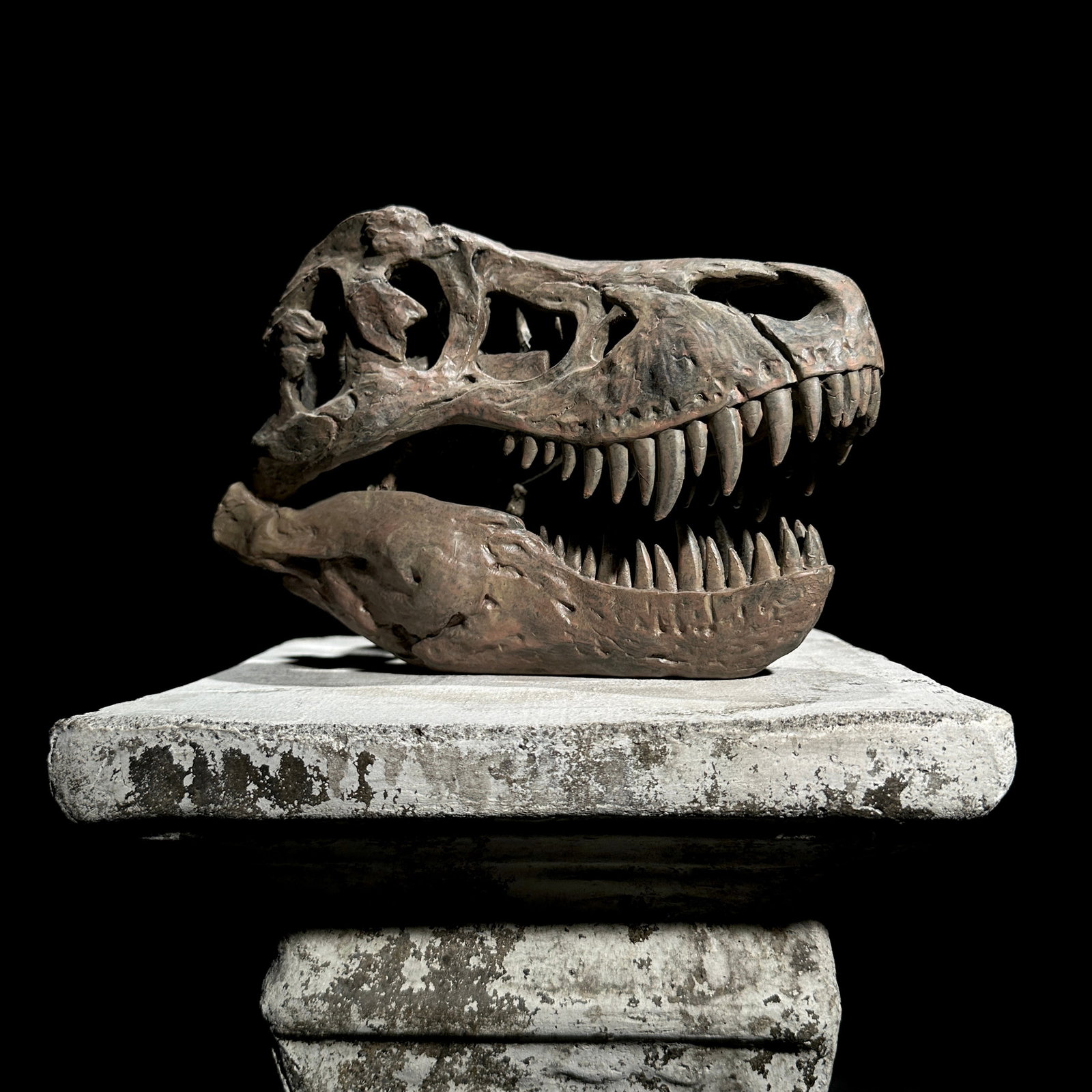 Tyrannosaurus Rex Skull Replica brown - Museum Quality - Taxidermy replica mount - 2