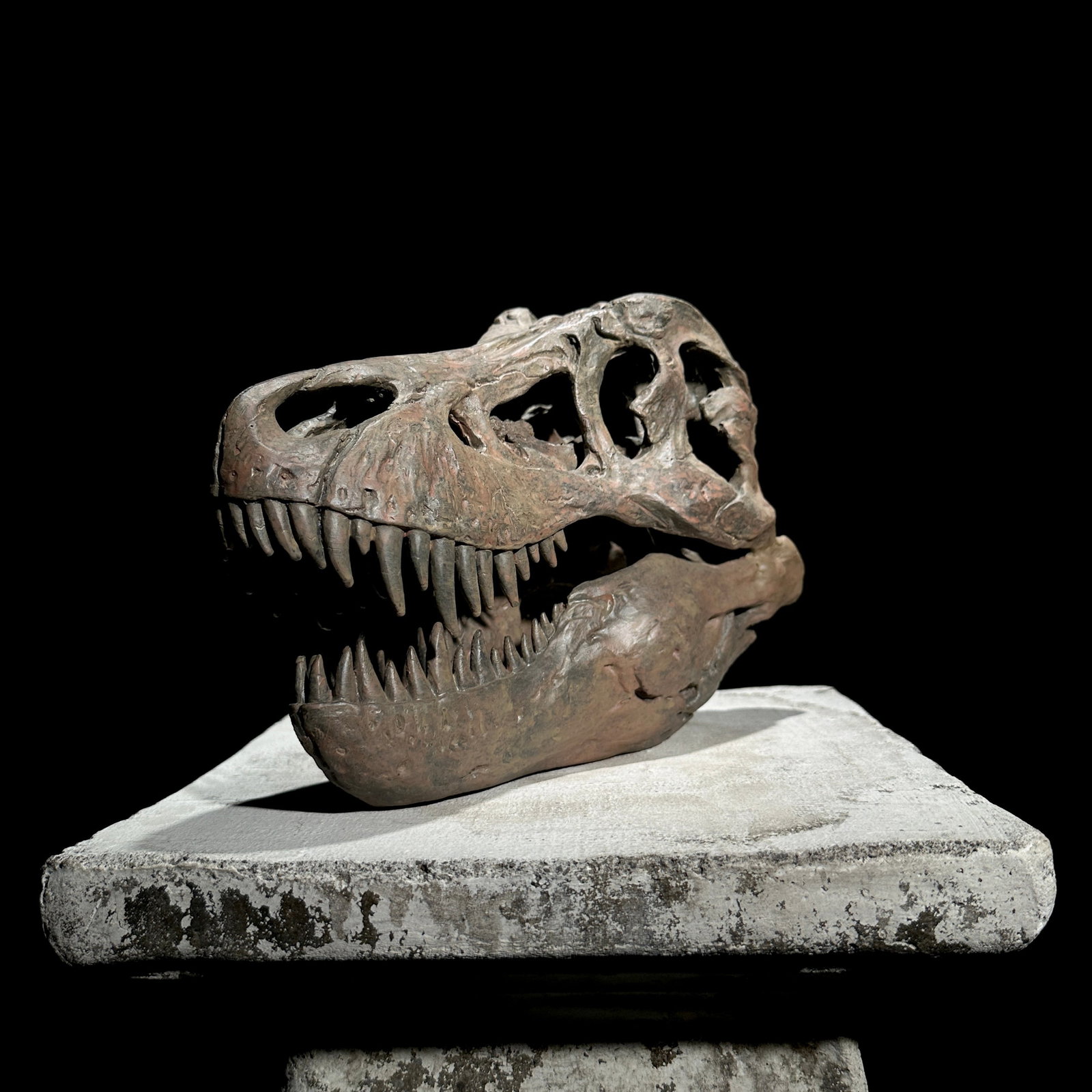 Tyrannosaurus Rex Skull Replica brown - Museum Quality - Taxidermy replica mount - 4