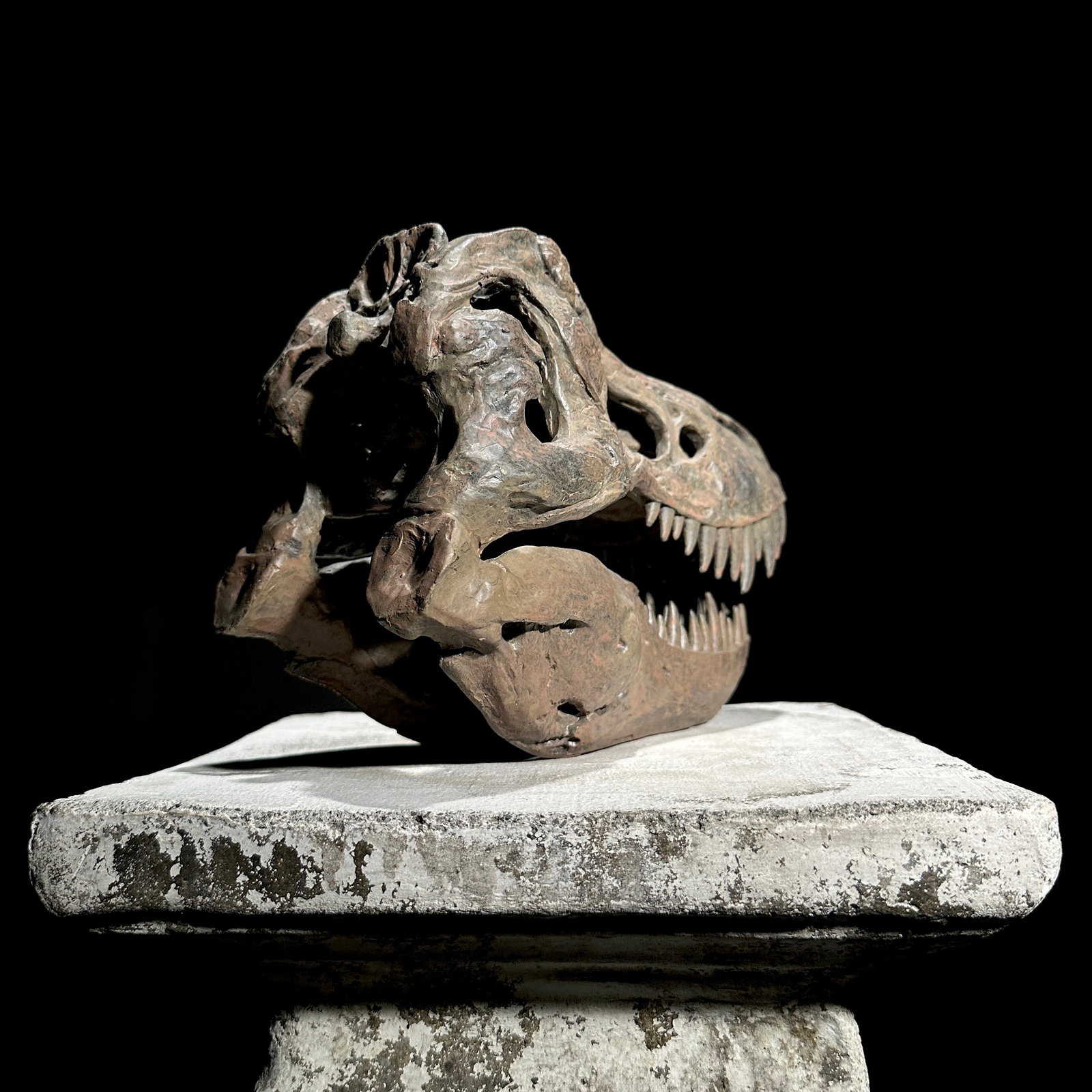 Tyrannosaurus Rex Skull Replica brown - Museum Quality - Taxidermy replica mount - 5