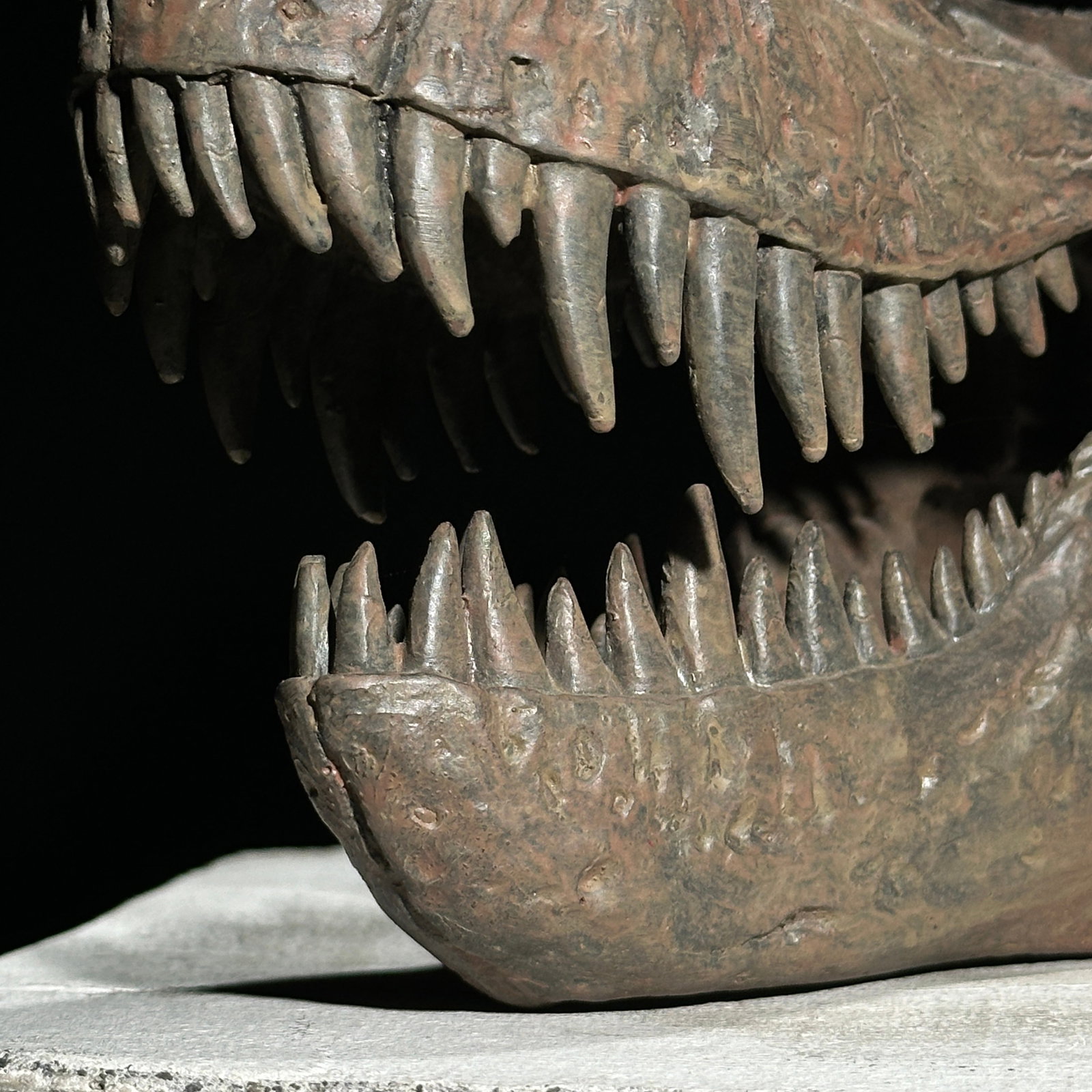 Tyrannosaurus Rex Skull Replica brown - Museum Quality - Taxidermy replica mount - 6