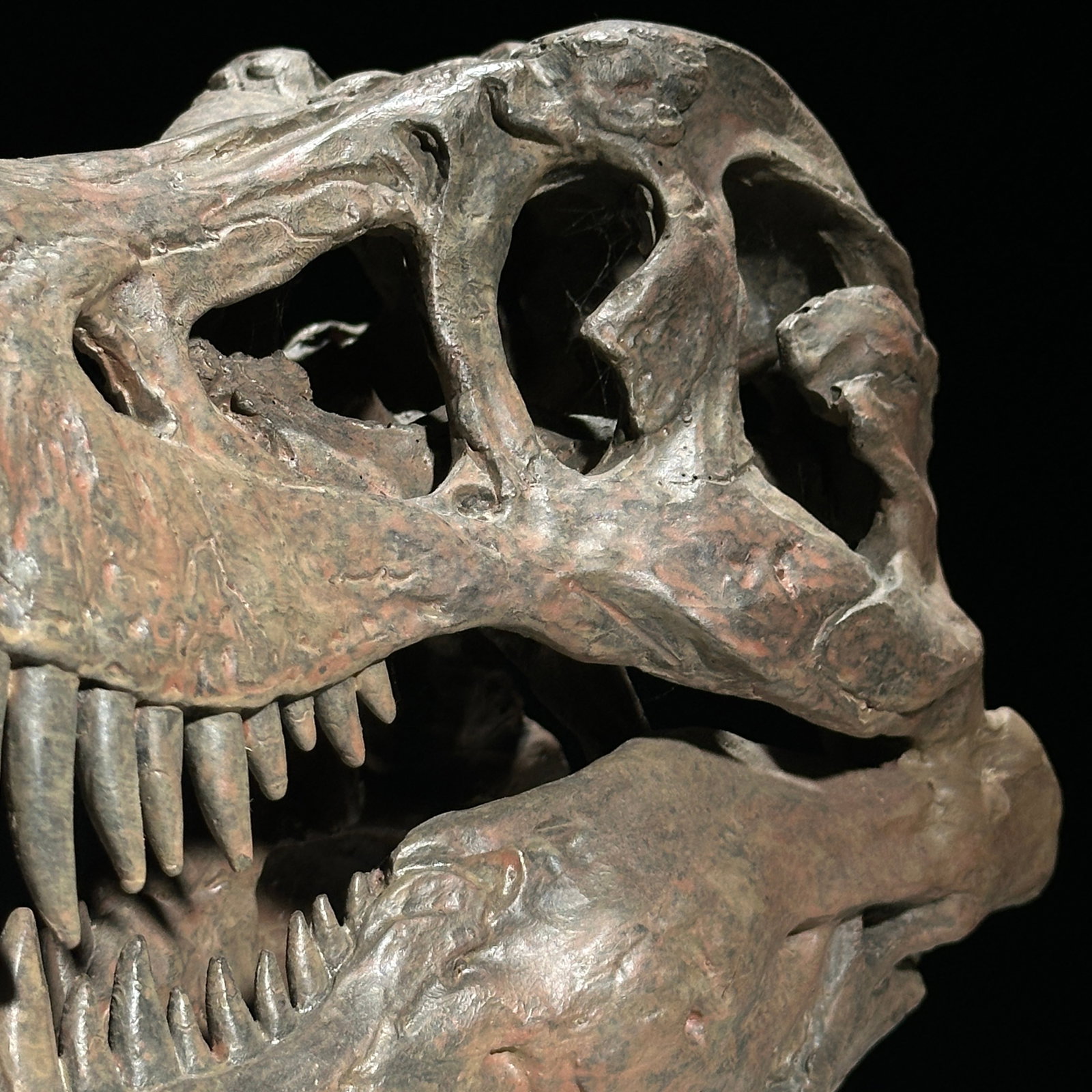 Tyrannosaurus Rex Skull Replica brown - Museum Quality - Taxidermy replica mount - 7