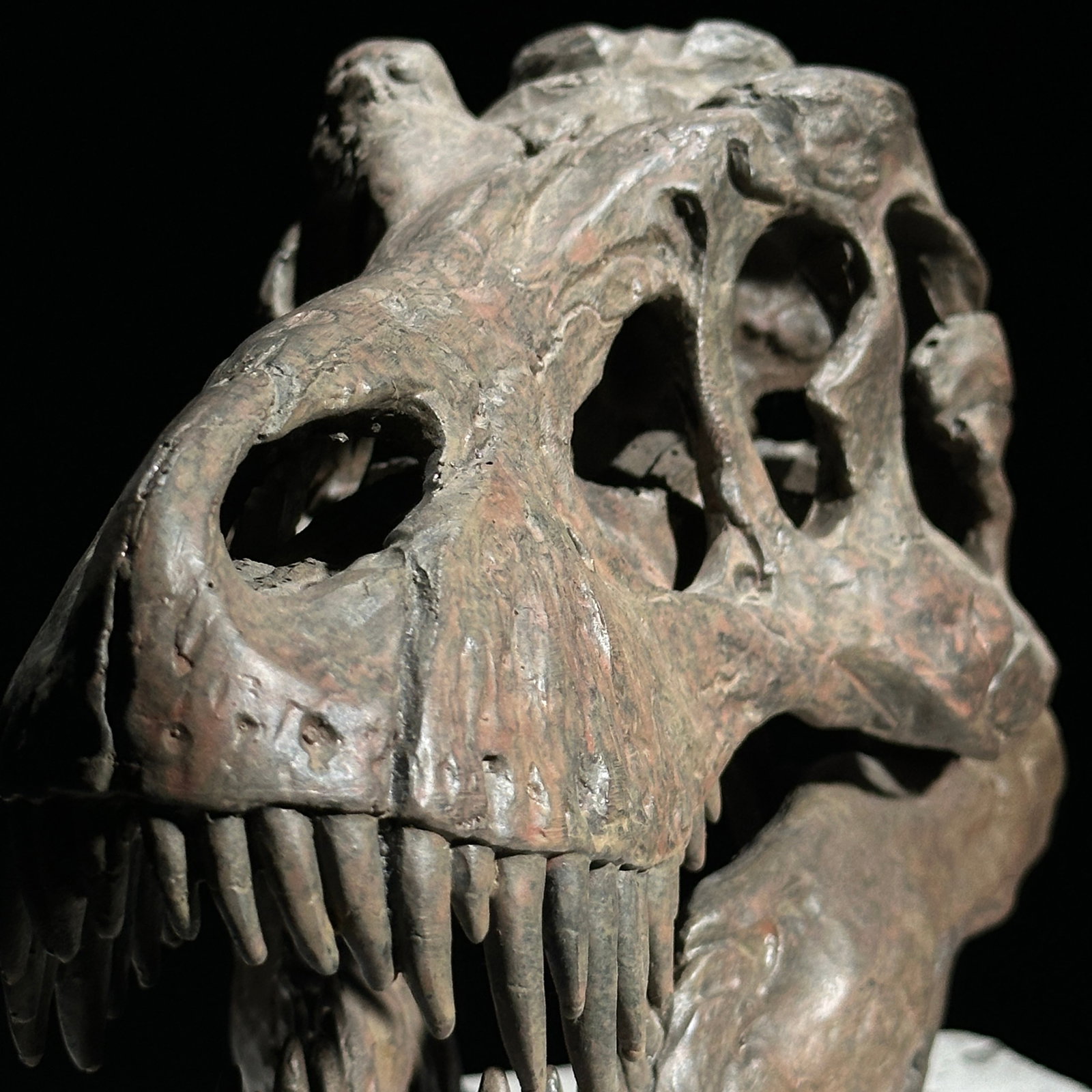 Tyrannosaurus Rex Skull Replica brown - Museum Quality - Taxidermy replica mount - 8