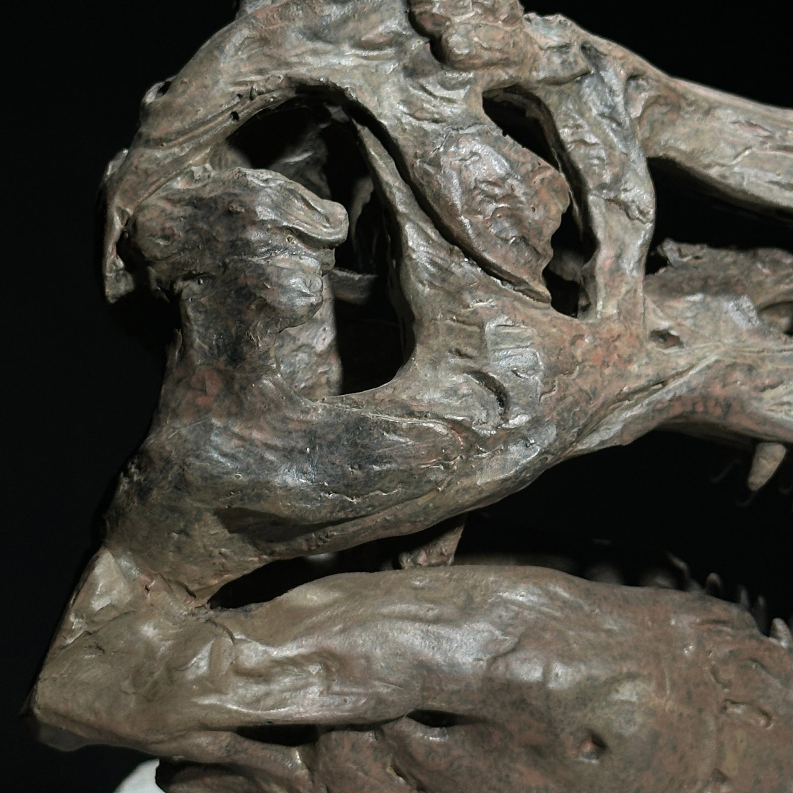 Tyrannosaurus Rex Skull Replica brown - Museum Quality - Taxidermy replica mount - 9