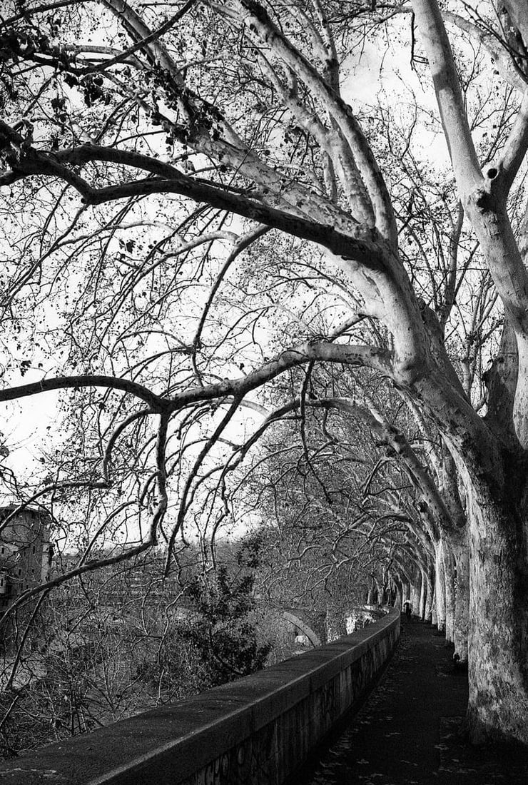 Treeline, River Tiber, Rome, Italy - Silver Gelatin Photograph (1 of 3)