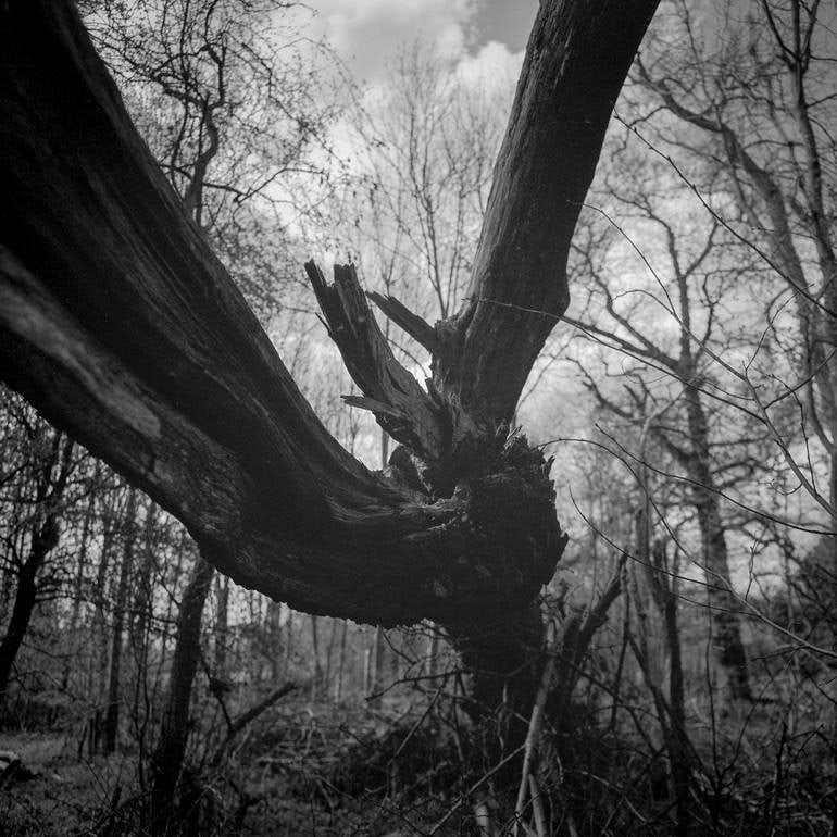 Fallen Tree, Thornham Walks, Suffolk - Silver Gelatin Photograph (1 of 3)