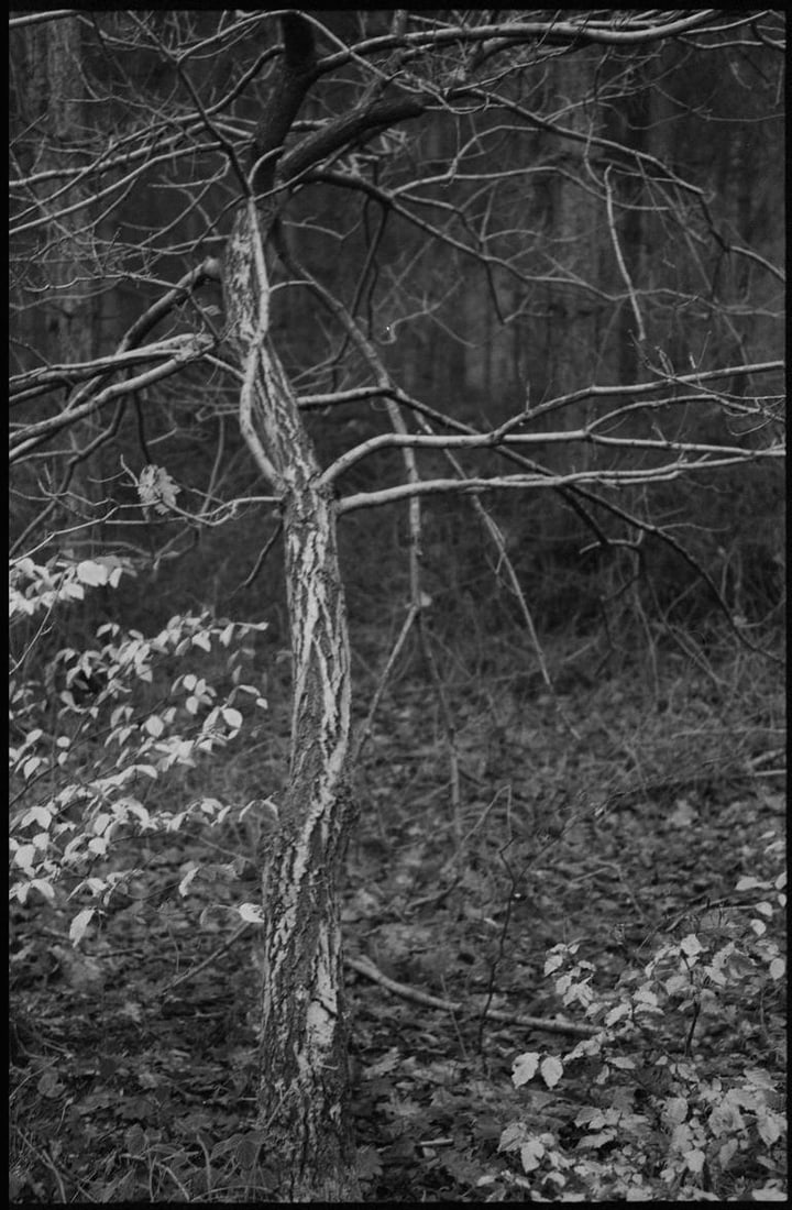 Edition 1/10 - Thorpe Forest, Thetford 2021 - Silver Gelatin Photograph (1 of 3)