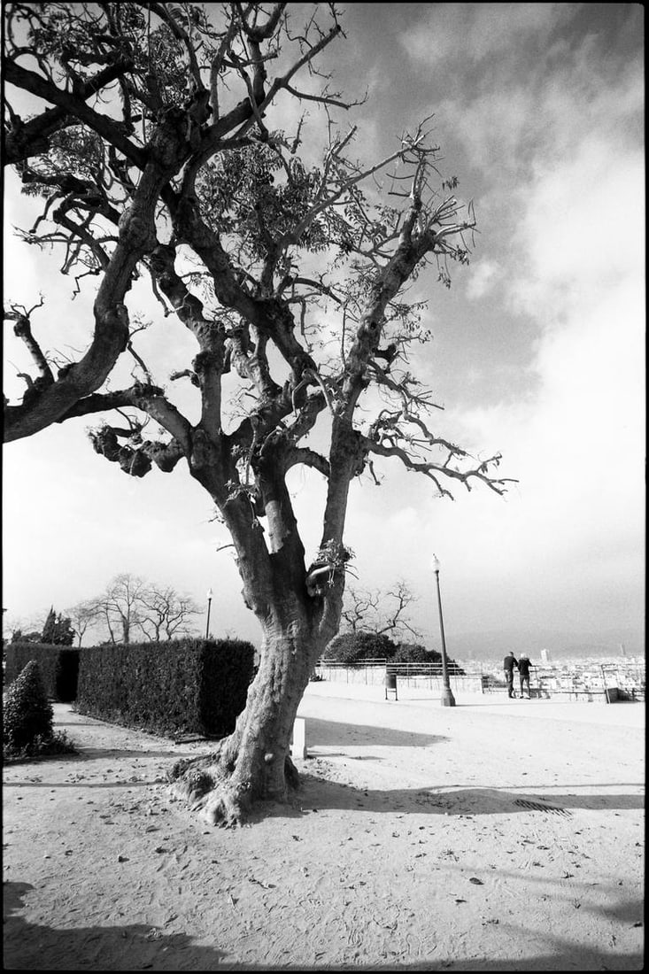Dramatic Tree, Barcelona, Spain 2016 - Silver Gelatin Photograph (1 of 3)