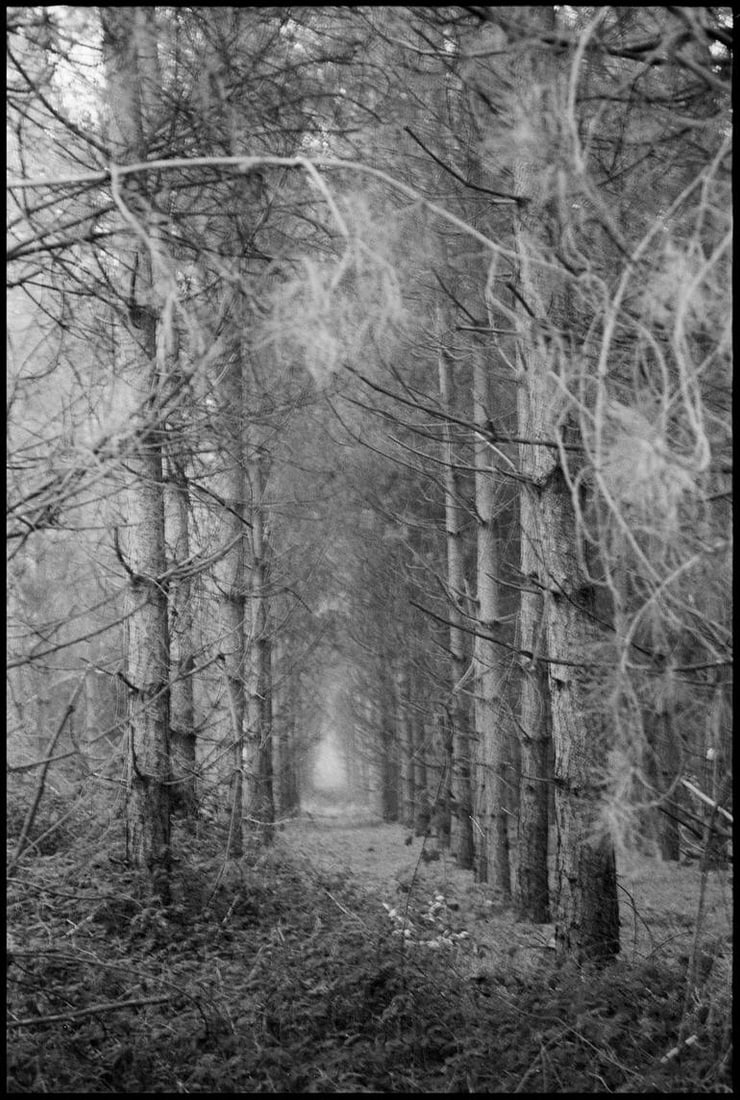 Thorpe Forest, Thetford, Suffolk - Silver Gelatin Photograph (1 of 3)