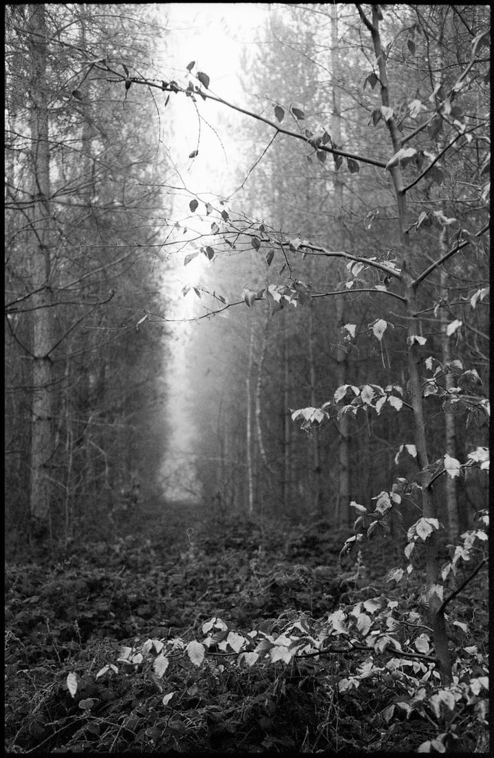 Thorpe Forest, Thetford, Suffolk - Silver Gelatin Photograph (1 of 3)