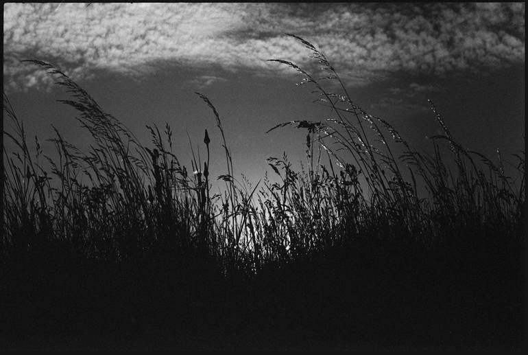 Wild Grasses, Suffolk - Silver Gelatin Photograph: Title: Wild Grasses, Suffolk - Silver Gelatin Photograph Dimensions: 20 x 16 in Medium: Wild Grasses, Suffolk - Silver Gelatin Photograph - Limited Edition of 10 Paul Cooklin United Kingdom Photograph
