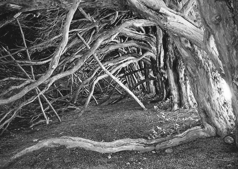 Abstract Trees, Blickling Estate, Norfolk - Silver Gelatin Photograph (1 of 3)