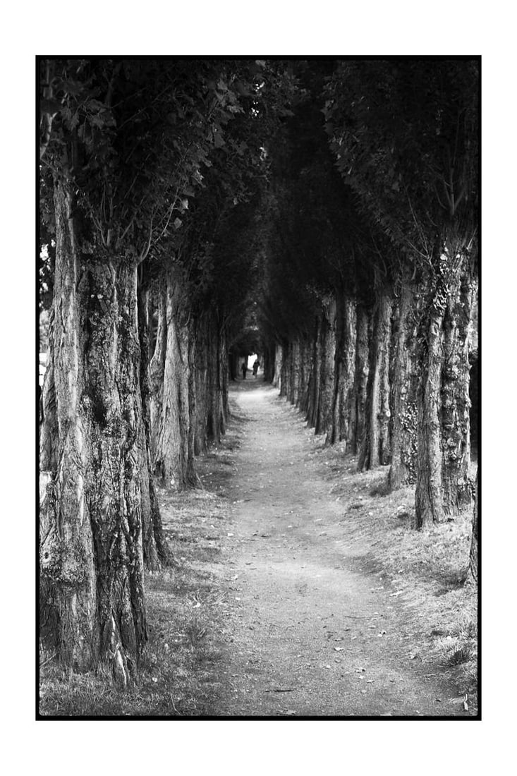 Edition 3/10 - Treeline, Honfleur, France - Silver Gelatin Photograph (1 of 3)