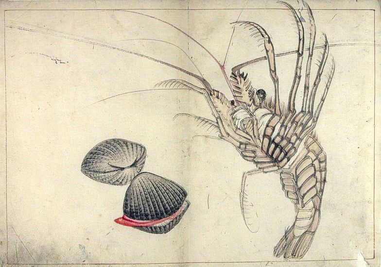 Anonymous: A Shoal of Fishes - Five Japanese ink drawings - 2