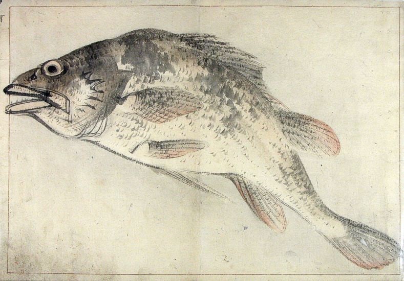 Anonymous: A Shoal of Fishes - Five Japanese ink drawings - 3