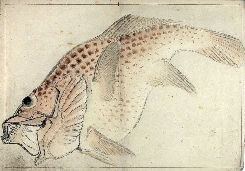 Anonymous: A Shoal of Fishes - Five Japanese ink drawings - 4