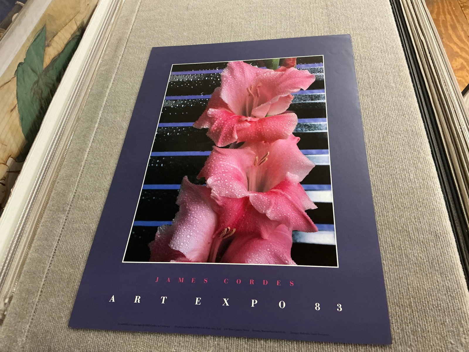 Gladiolus - 2