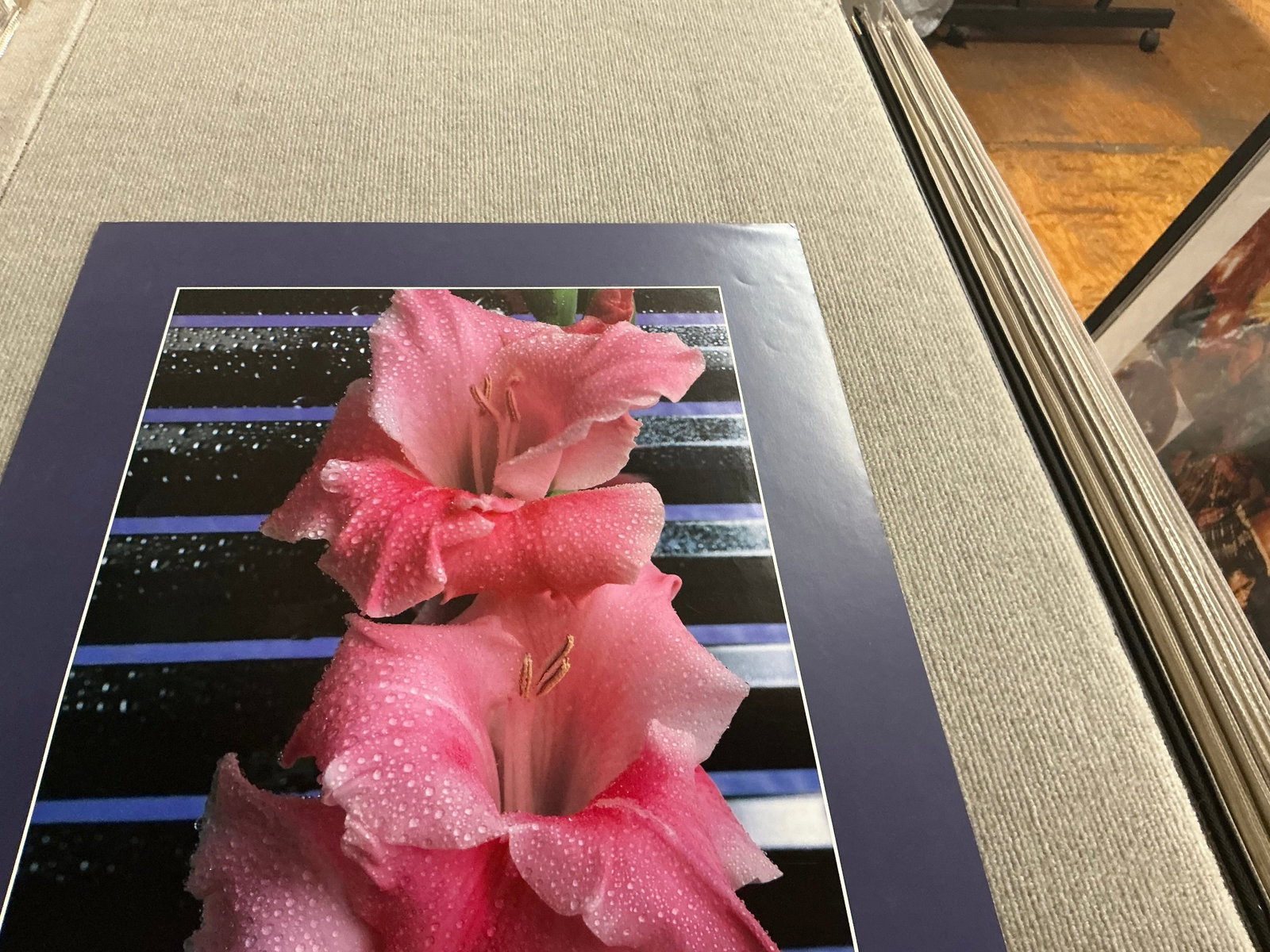 Gladiolus - 3