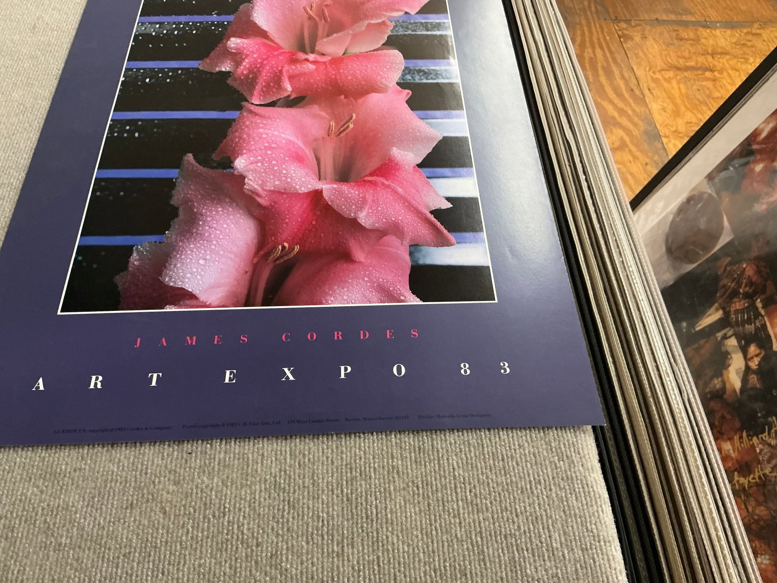 Gladiolus - 4