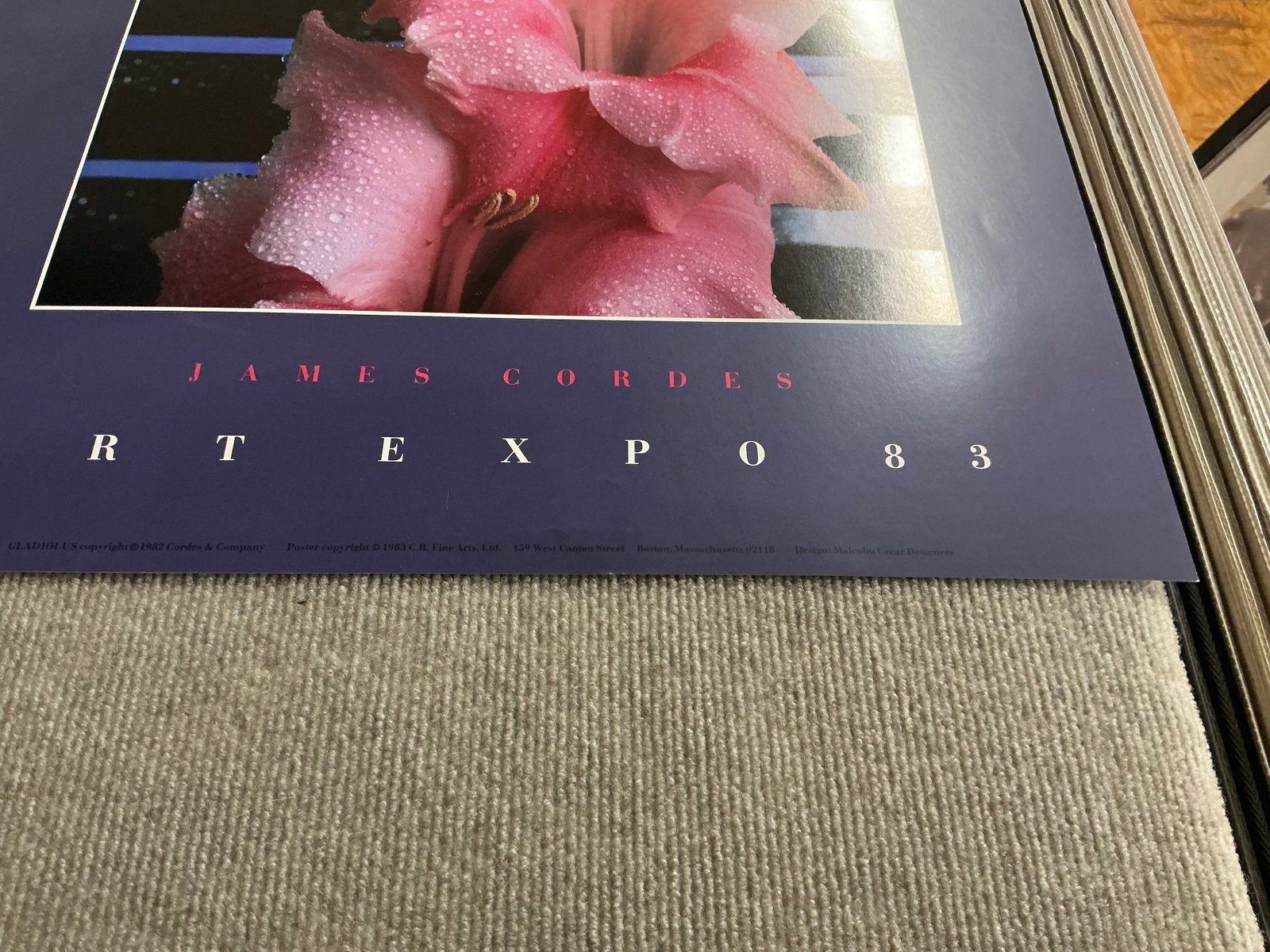 Gladiolus - 5