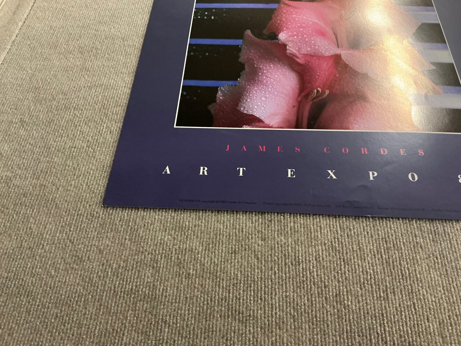 Gladiolus - 6