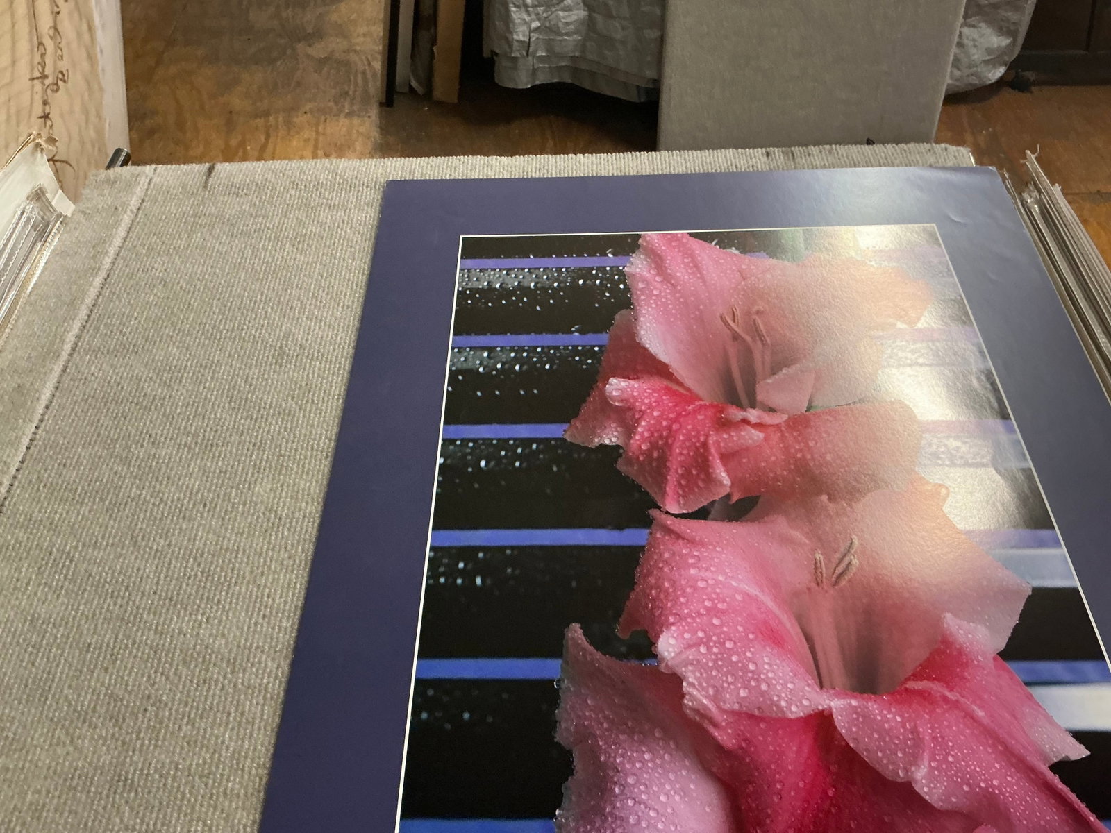 Gladiolus - 8
