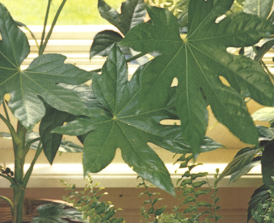Japanese aralia (1 of 1)