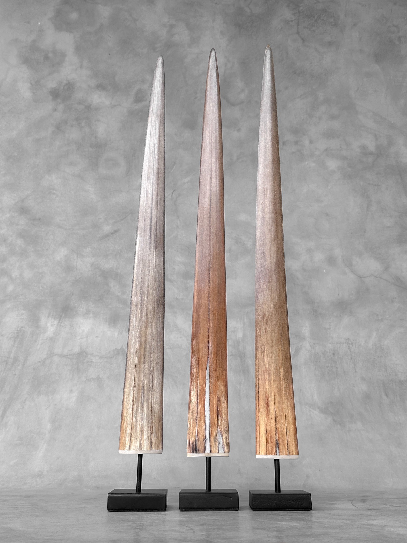Swordfish tusk trio with custom stands - 2