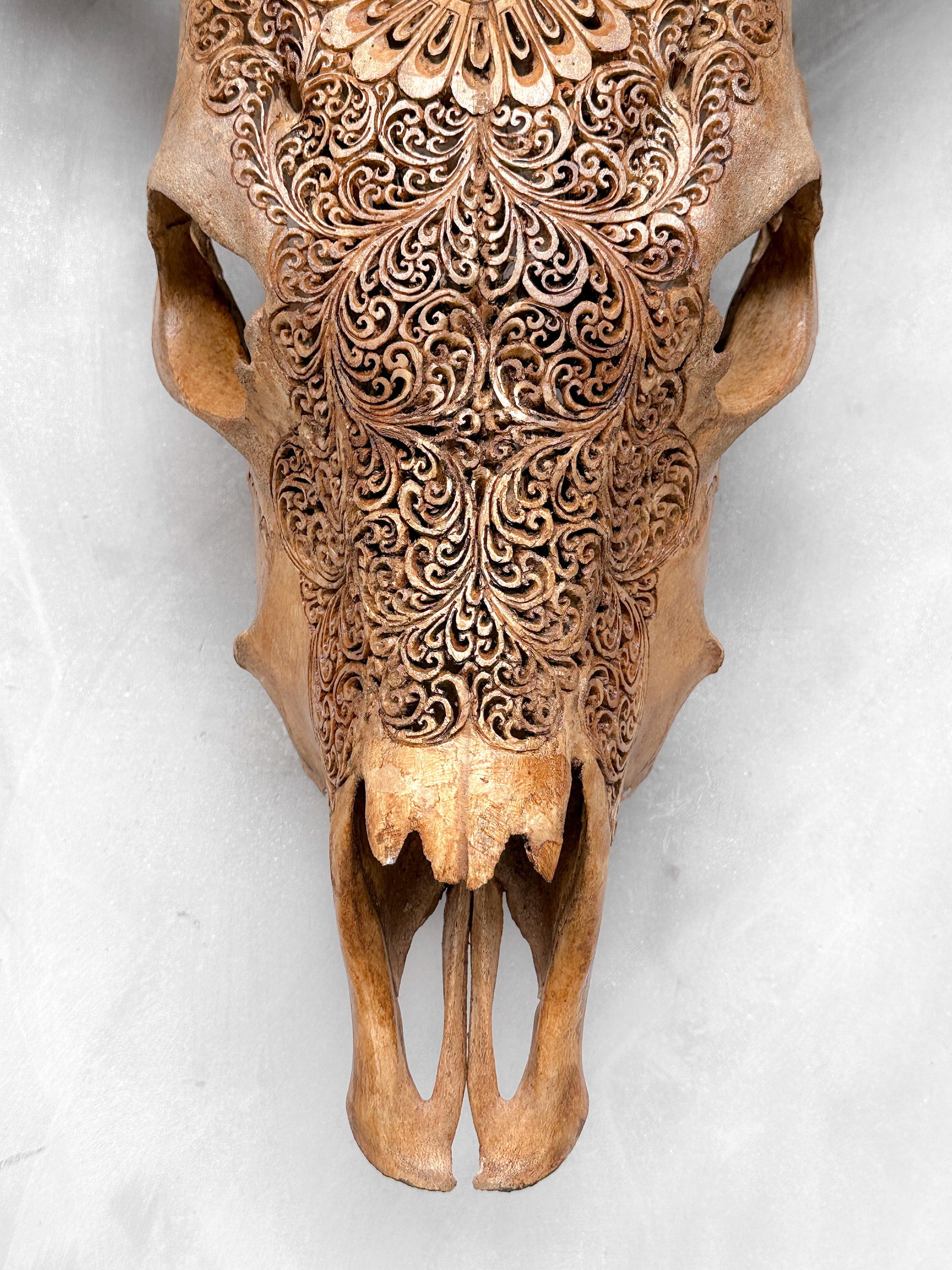 Brown cow skull carved horns - Flower mandala motif - 4