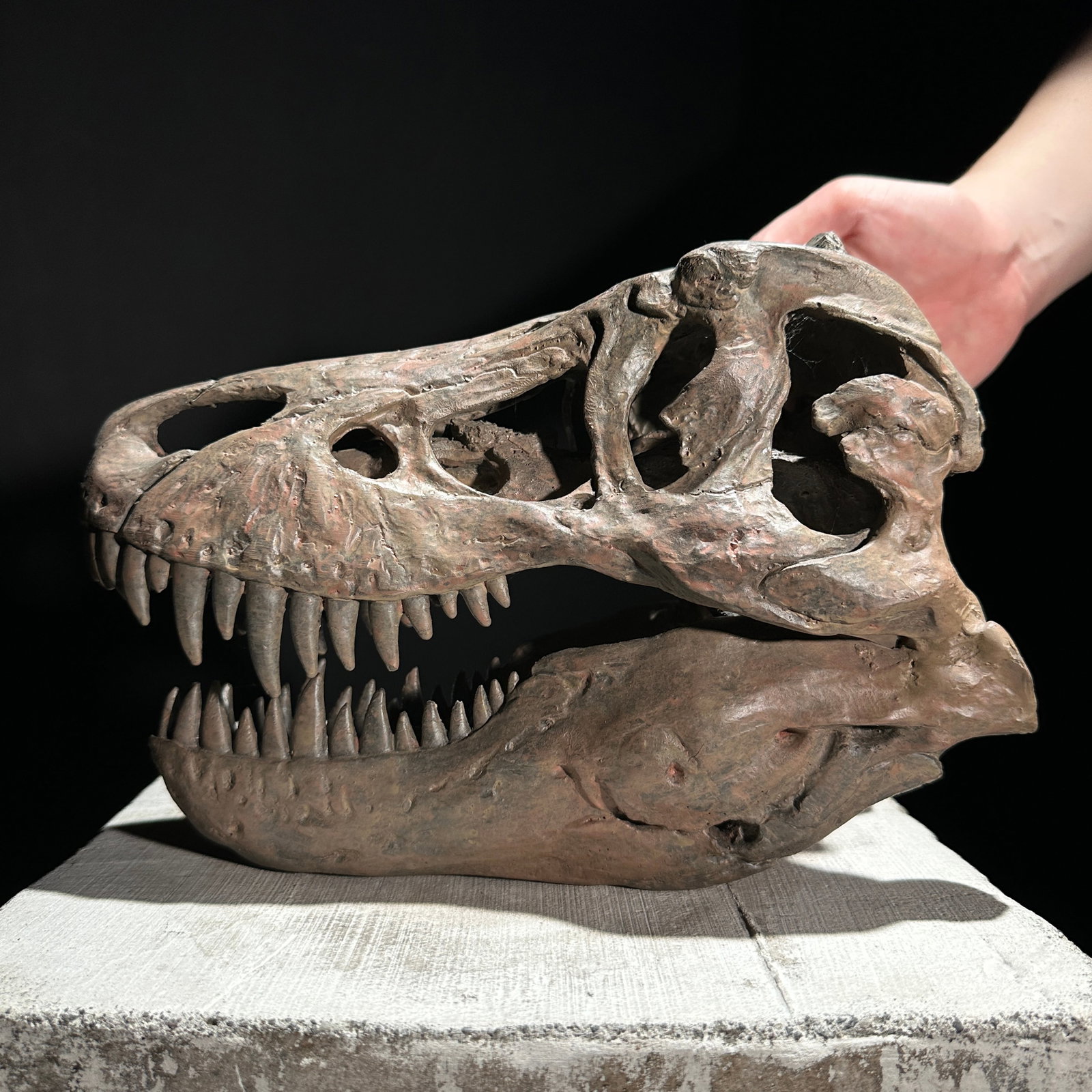 Tyrannosaurus Rex Skull Replica brown - Museum Quality - Taxidermy replica mount (1 of 10)