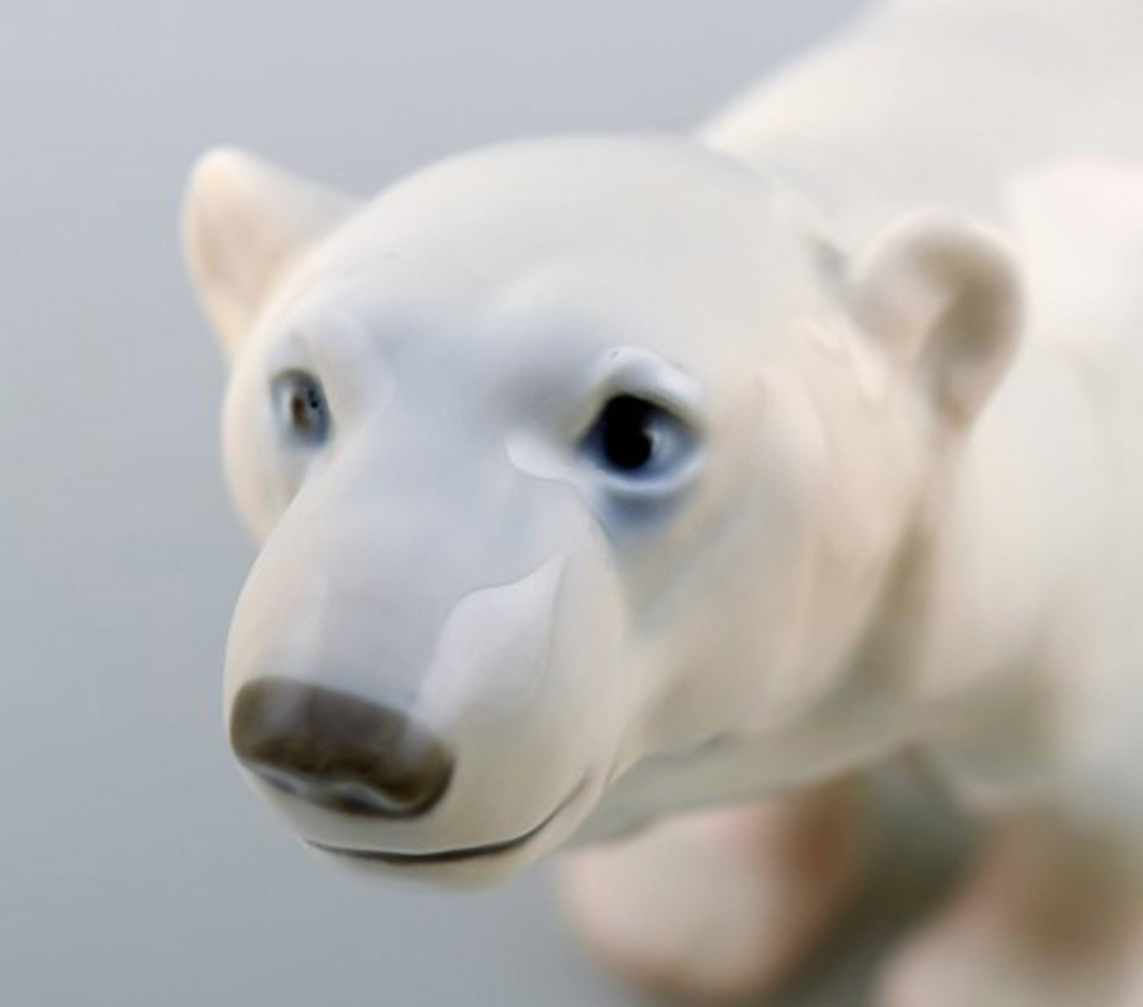 Polar bear sniffs, Bing and Grondahl. Number 1692. - 3